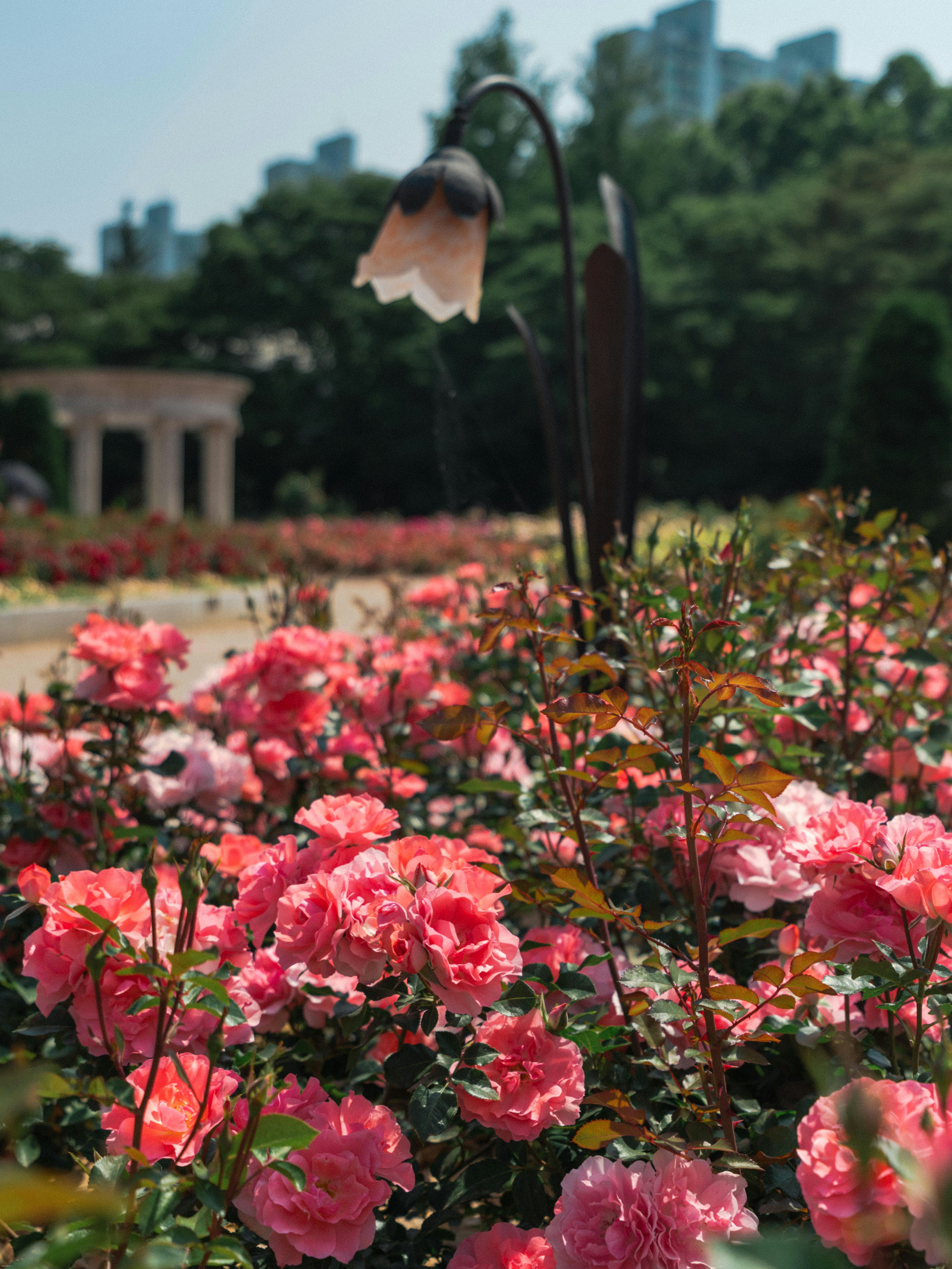 A garden of pink roses in full bloom.