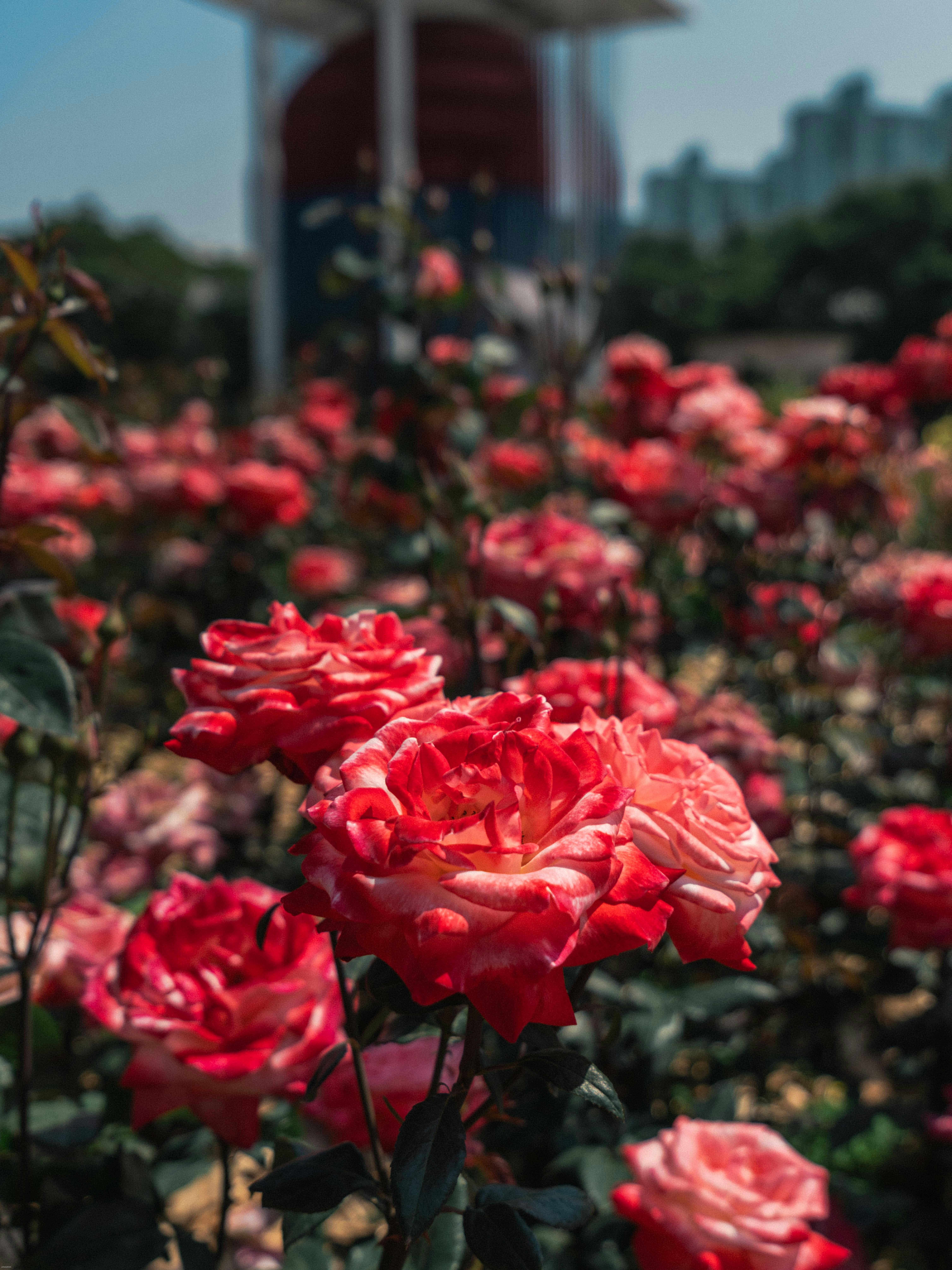 Red roses bloom in a garden.