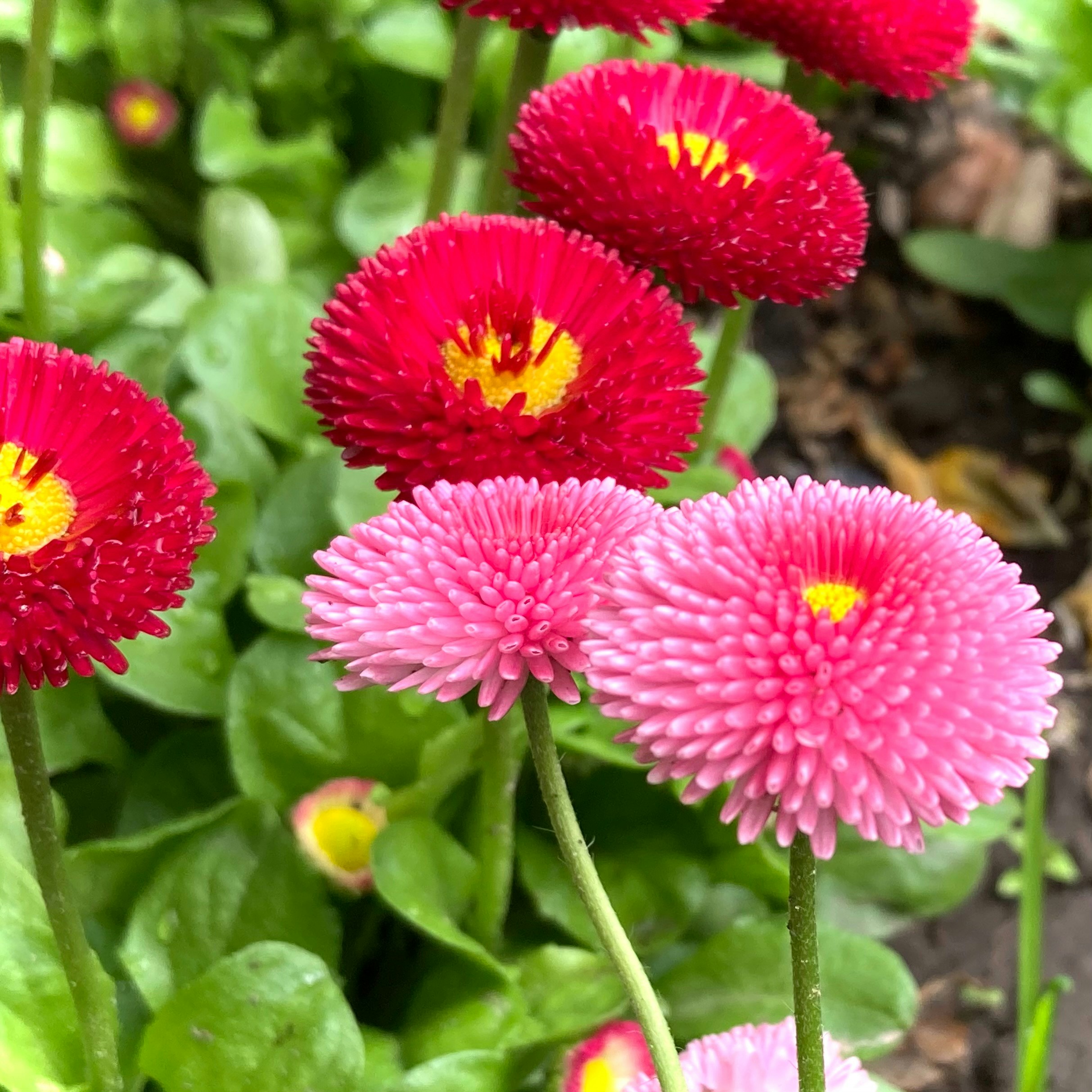 ピンクや赤のデイジーのような花を咲かせます。