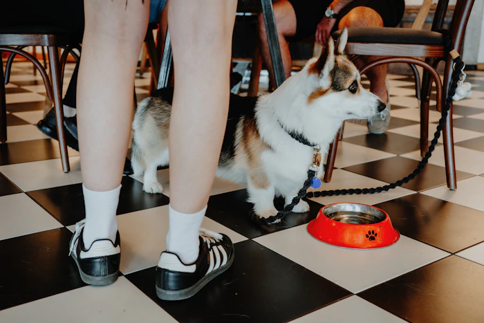 Pet Friendly Cafes