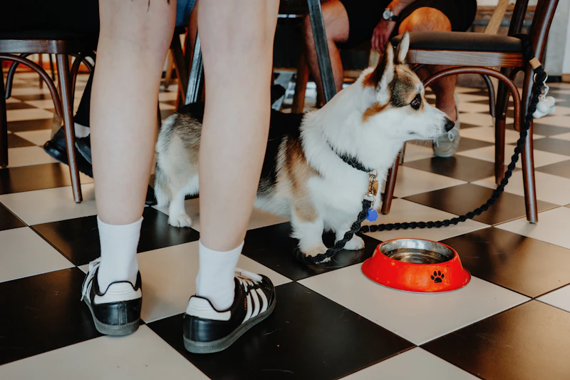 Best Pet-Friendly Cafes in Florence Where Your Dog Is as Welcome as You