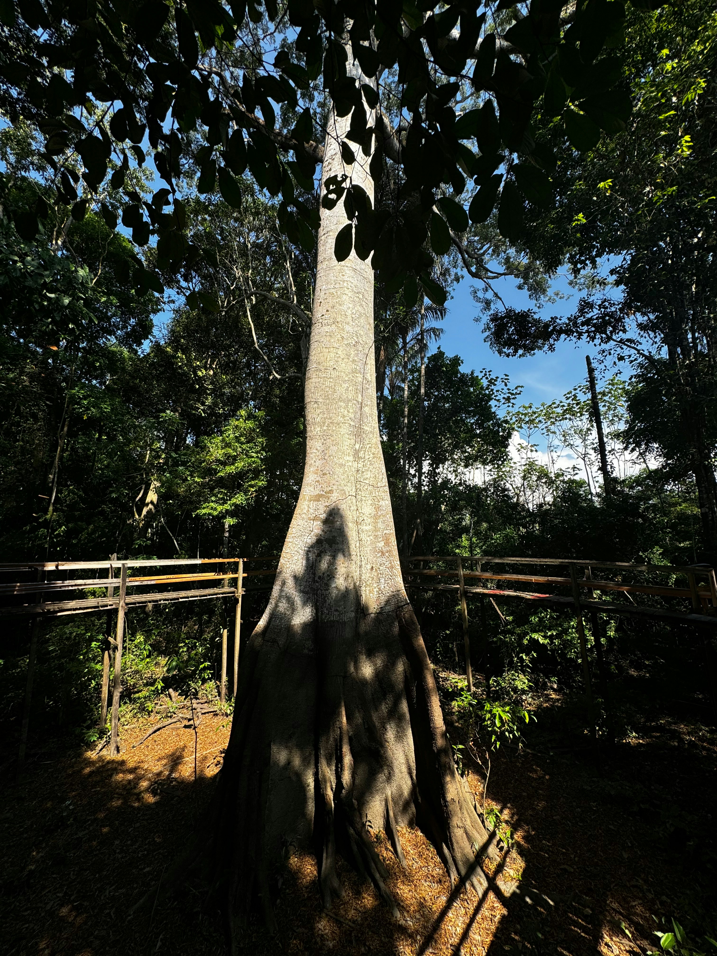 Centennial Sumaúma Tree - Janauari Ecological Park
