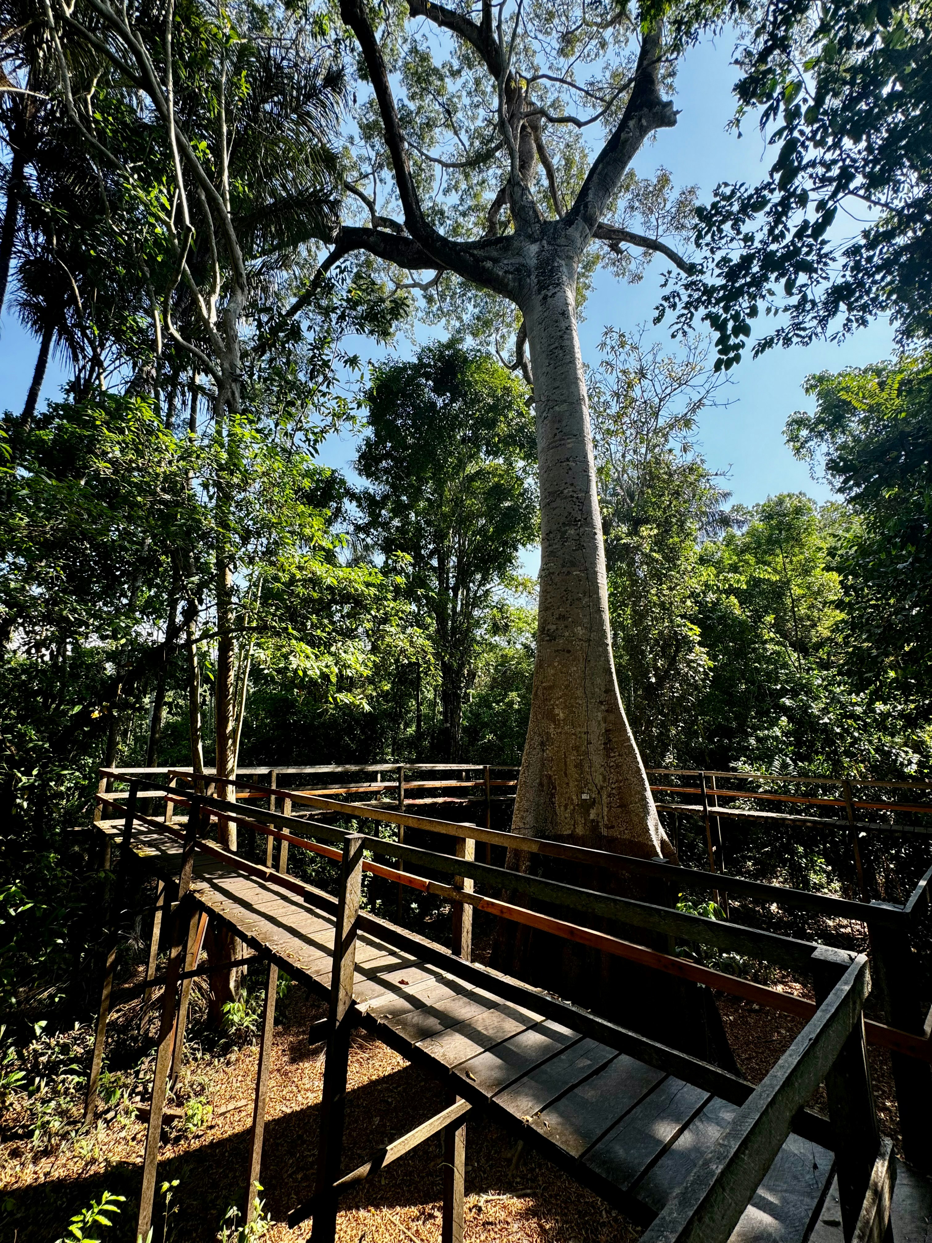 Centennial Sumaúma Tree - Janauari Ecological Park