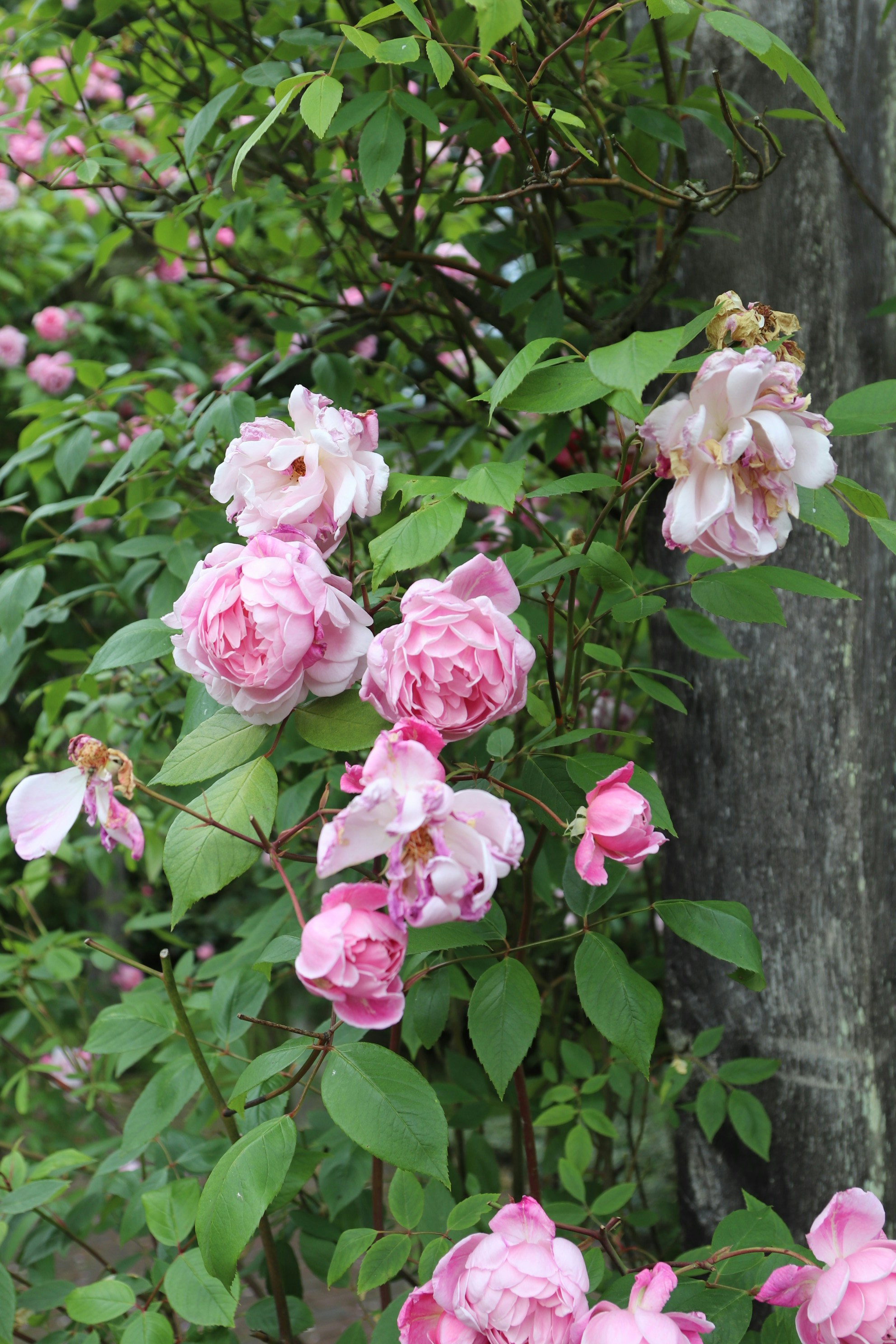 Photo by tanyabarrow