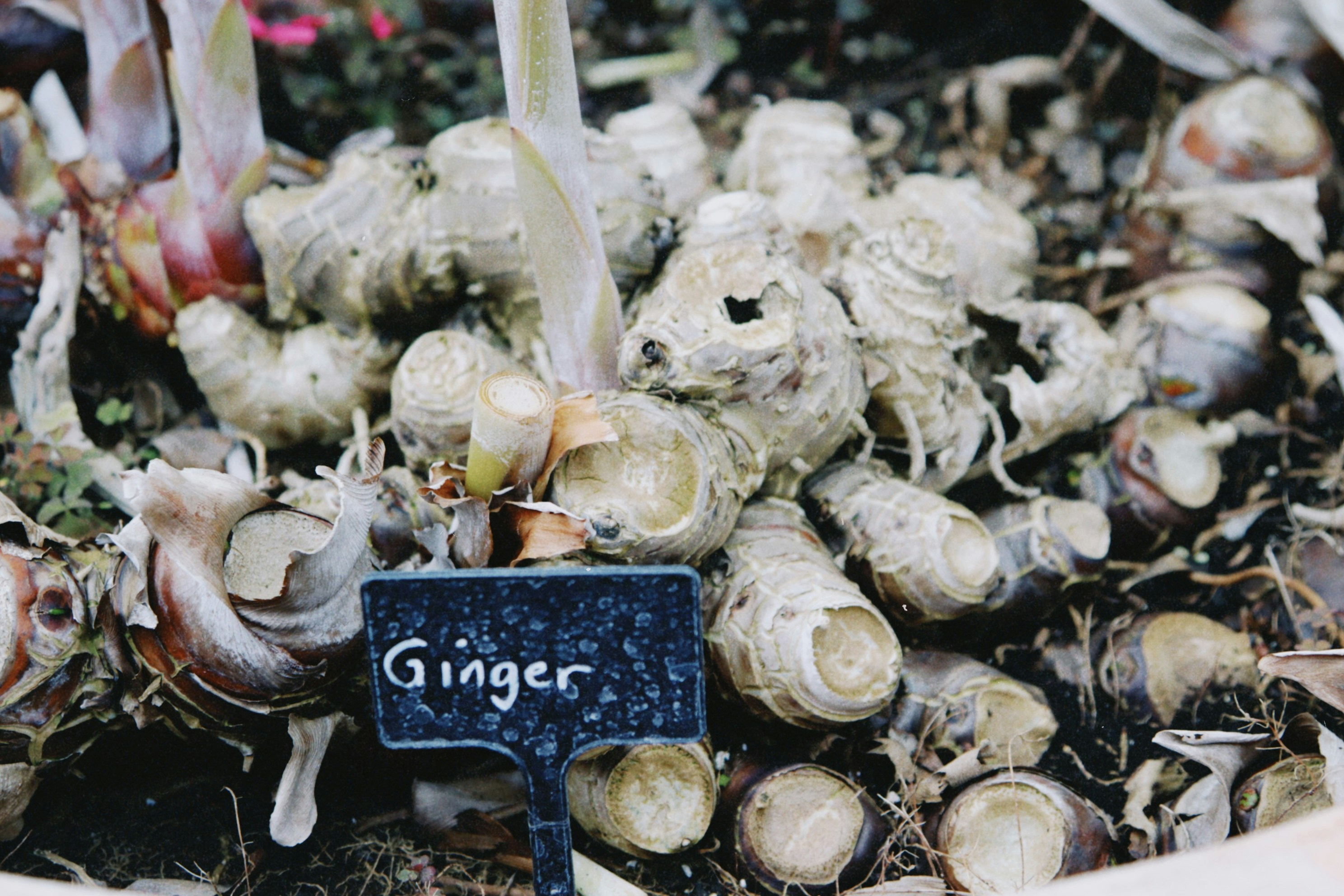 Fresh organic ginger rhizomes
    with new green sprouts