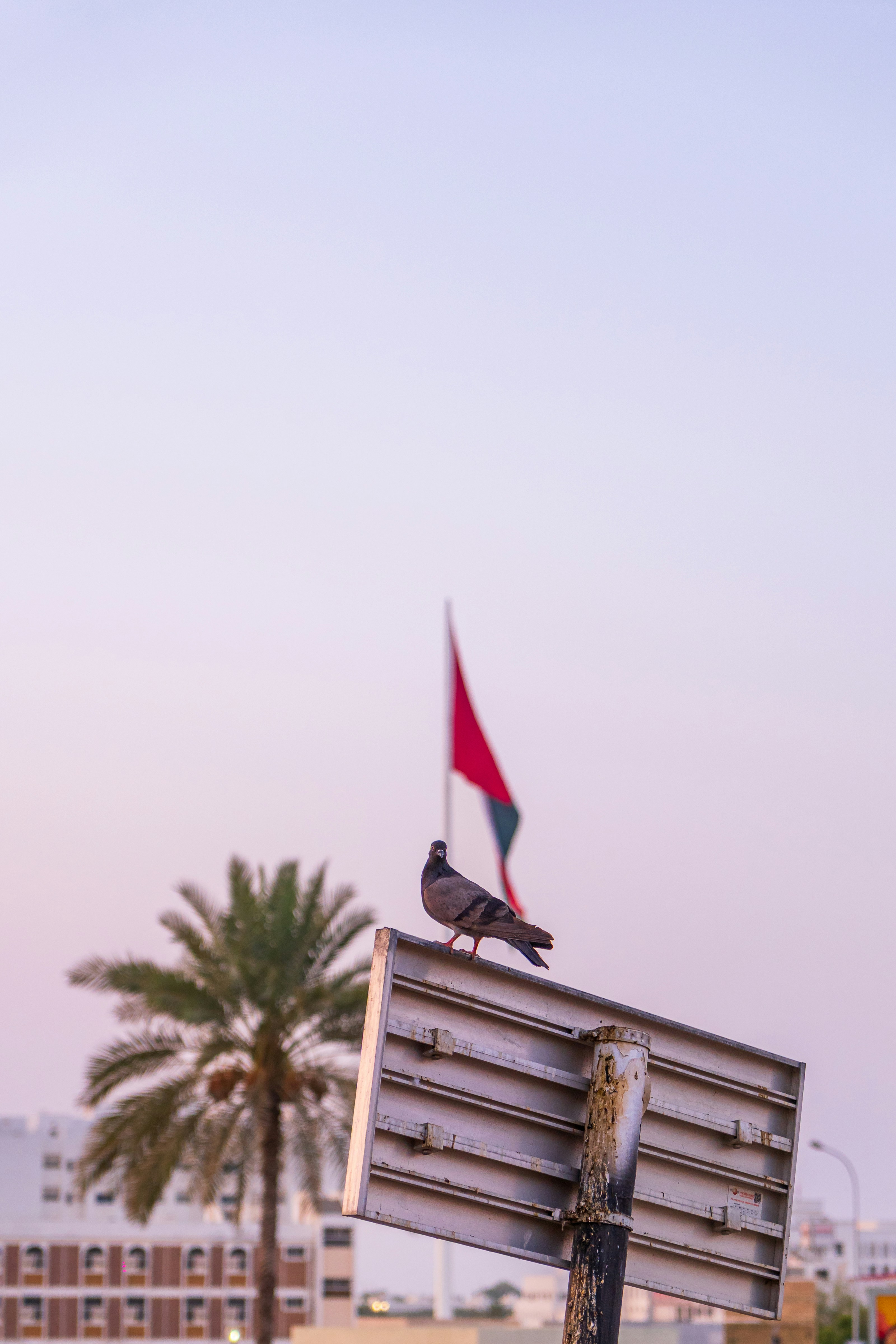A pigeon rests atop a weathered sign.