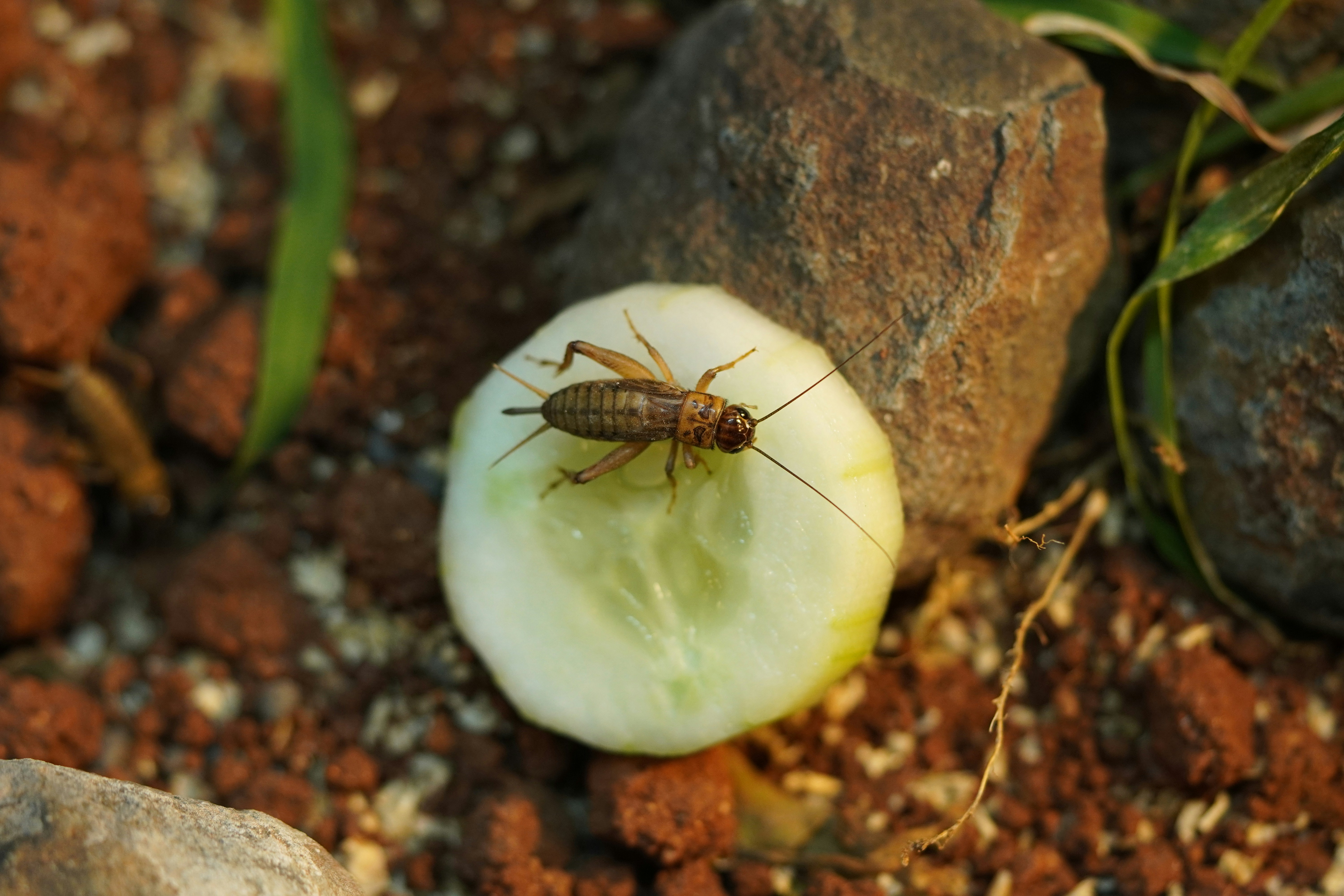 cockroach pest control spray