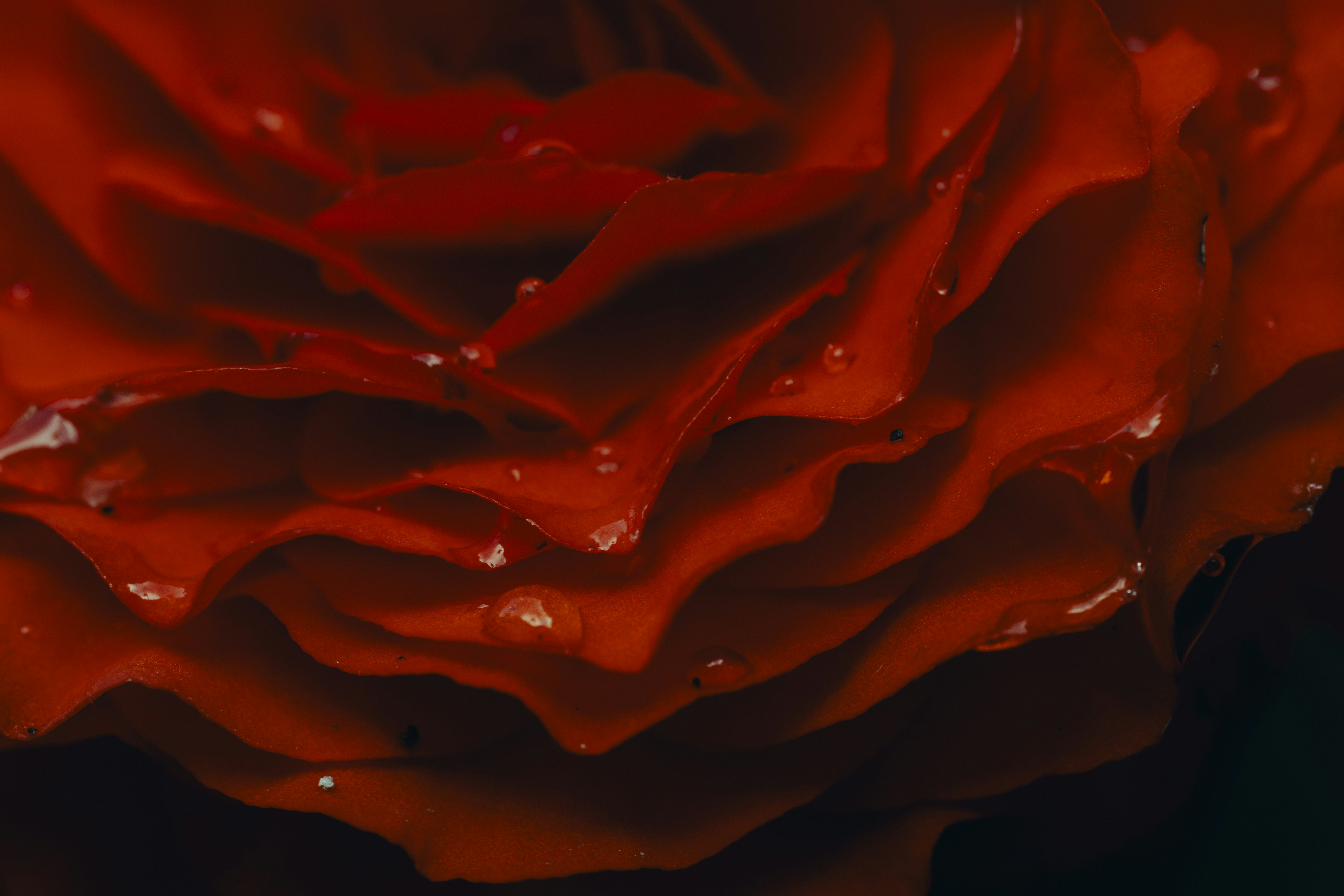 Un primer plano de una rosa roja con gotas de agua.