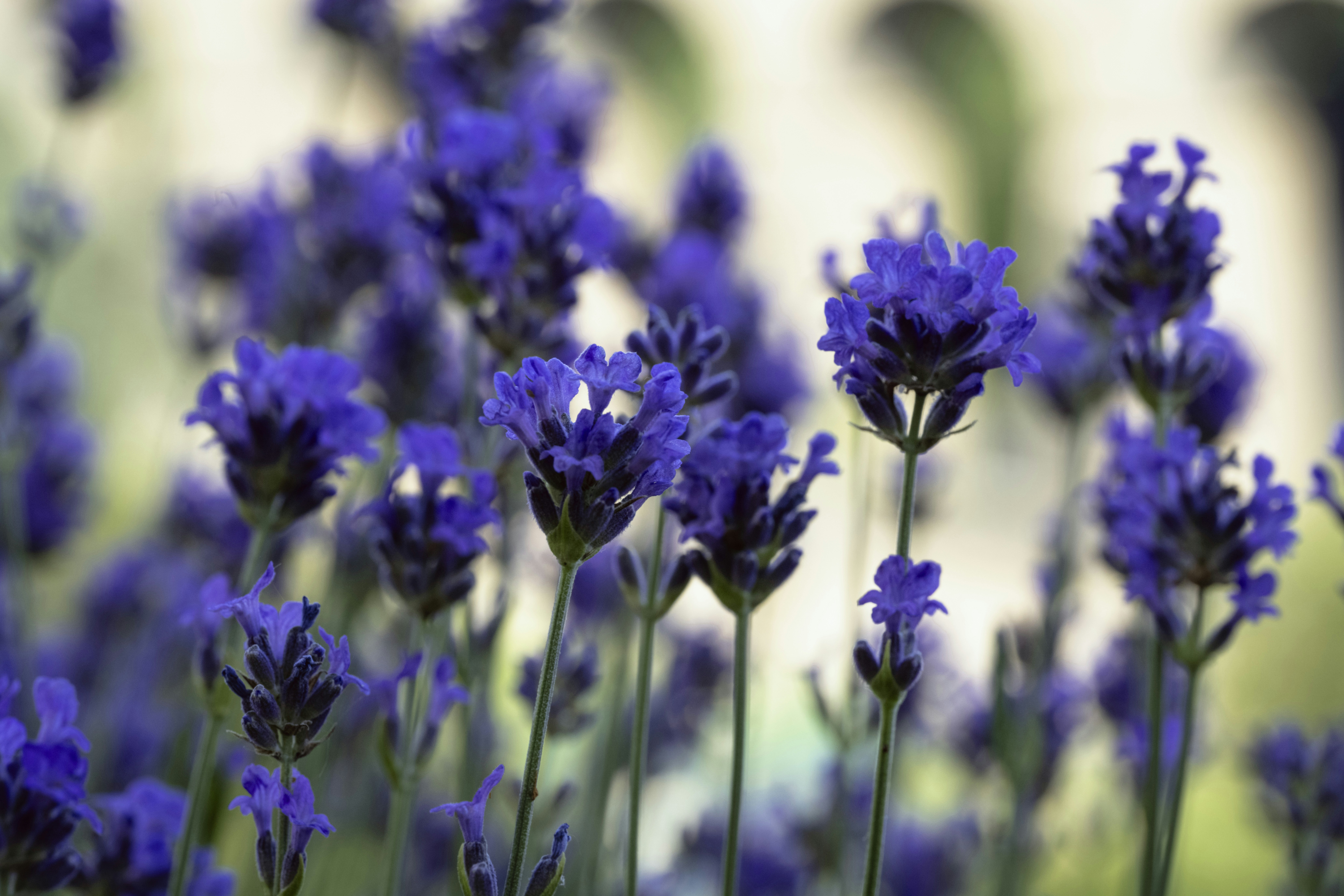 Beautiful lavender flowers blooming in the sunlight. photo – Free Flower  Image on Unsplash, image size:3000x2000