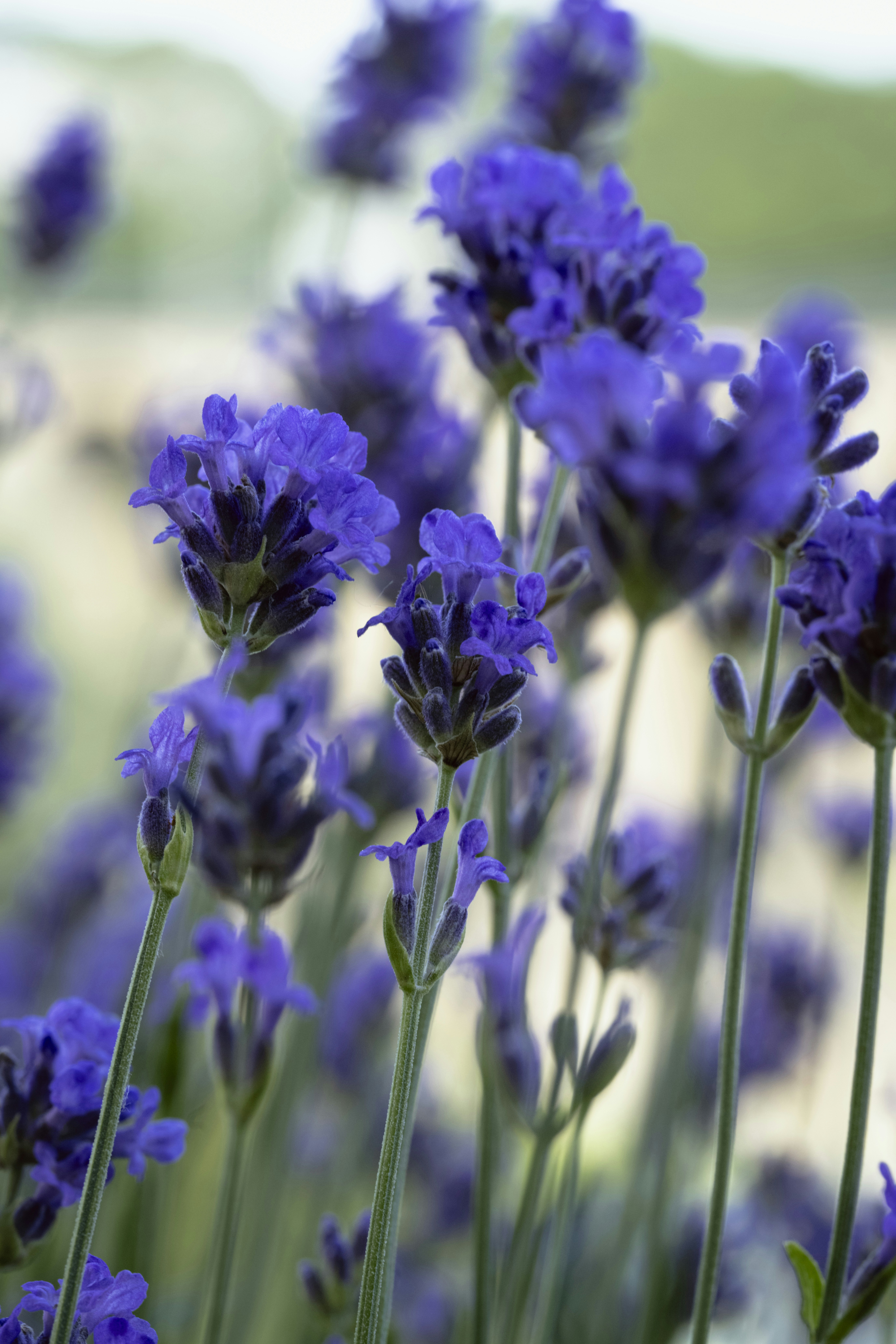 Photo by gabor_koszegi