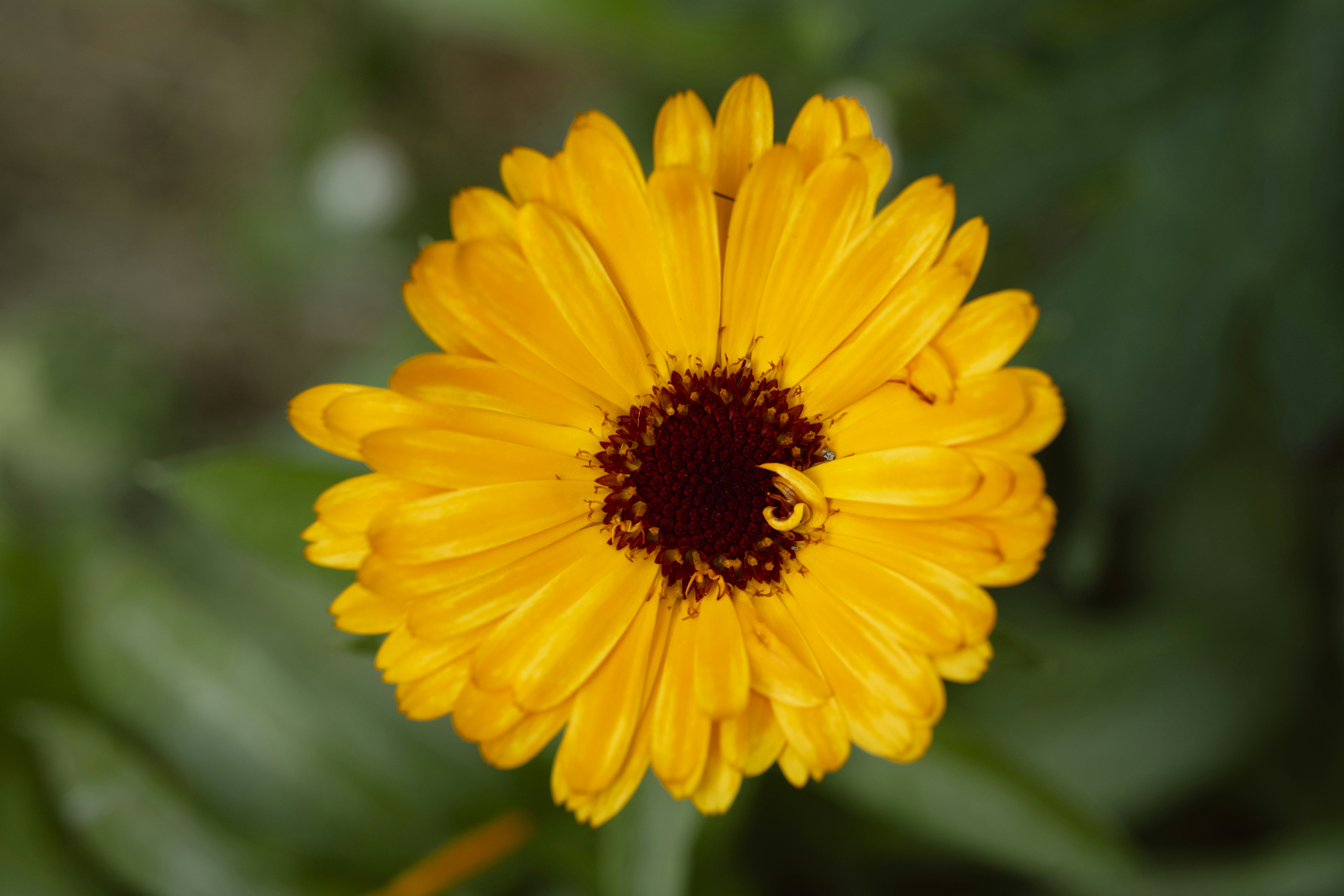 Photo by gabor_koszegi