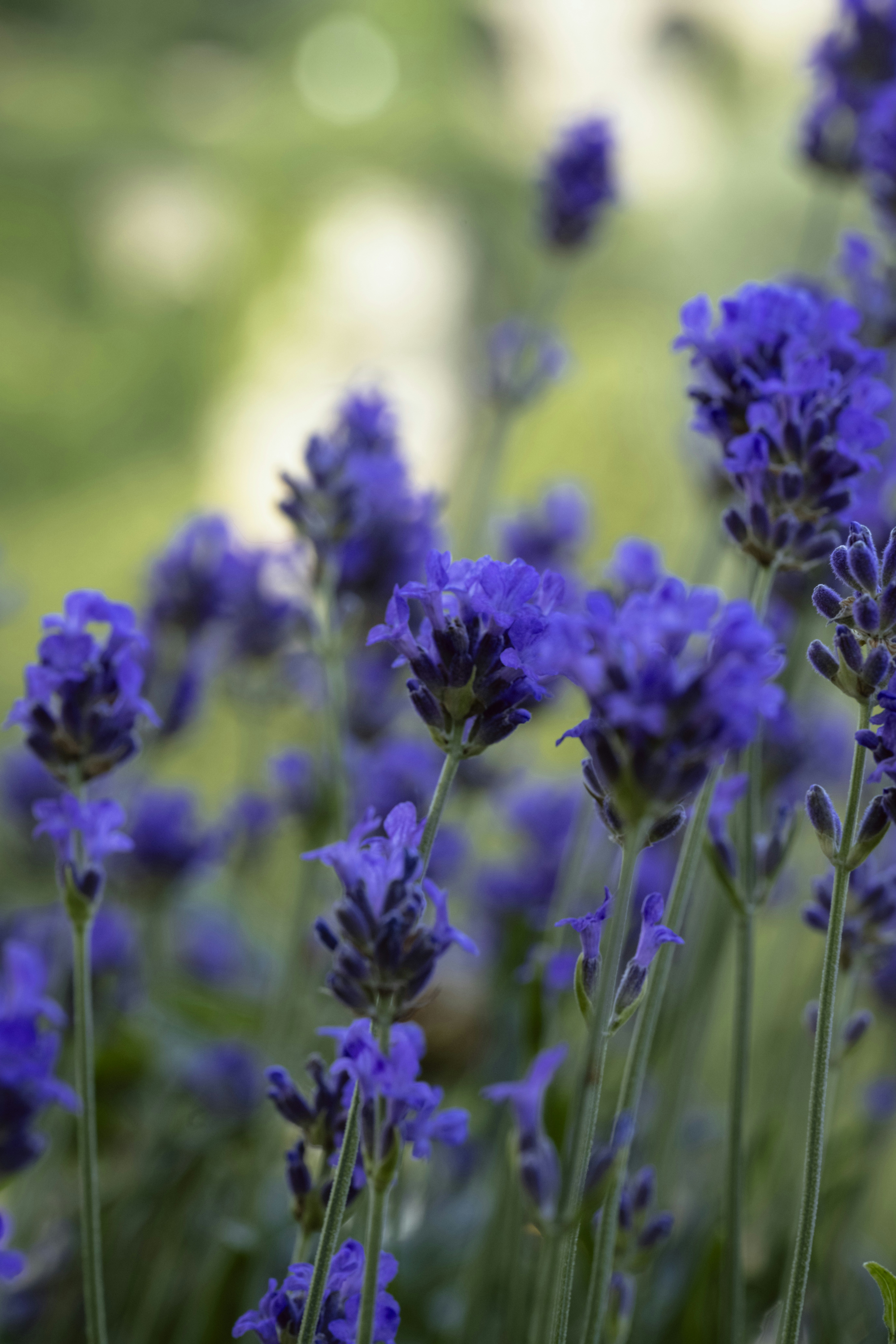 Photo by gabor_koszegi