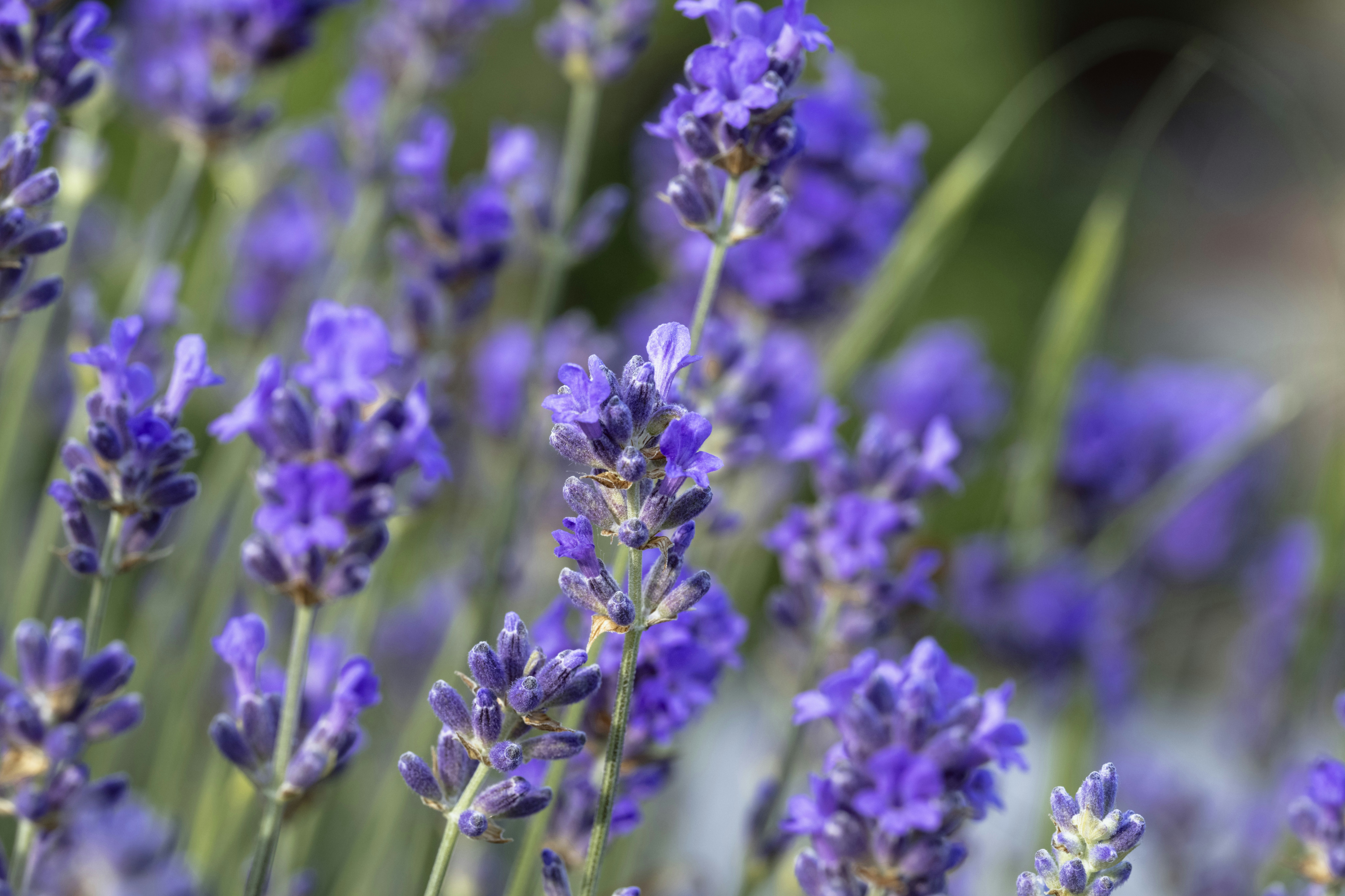 Photo by gabor_koszegi