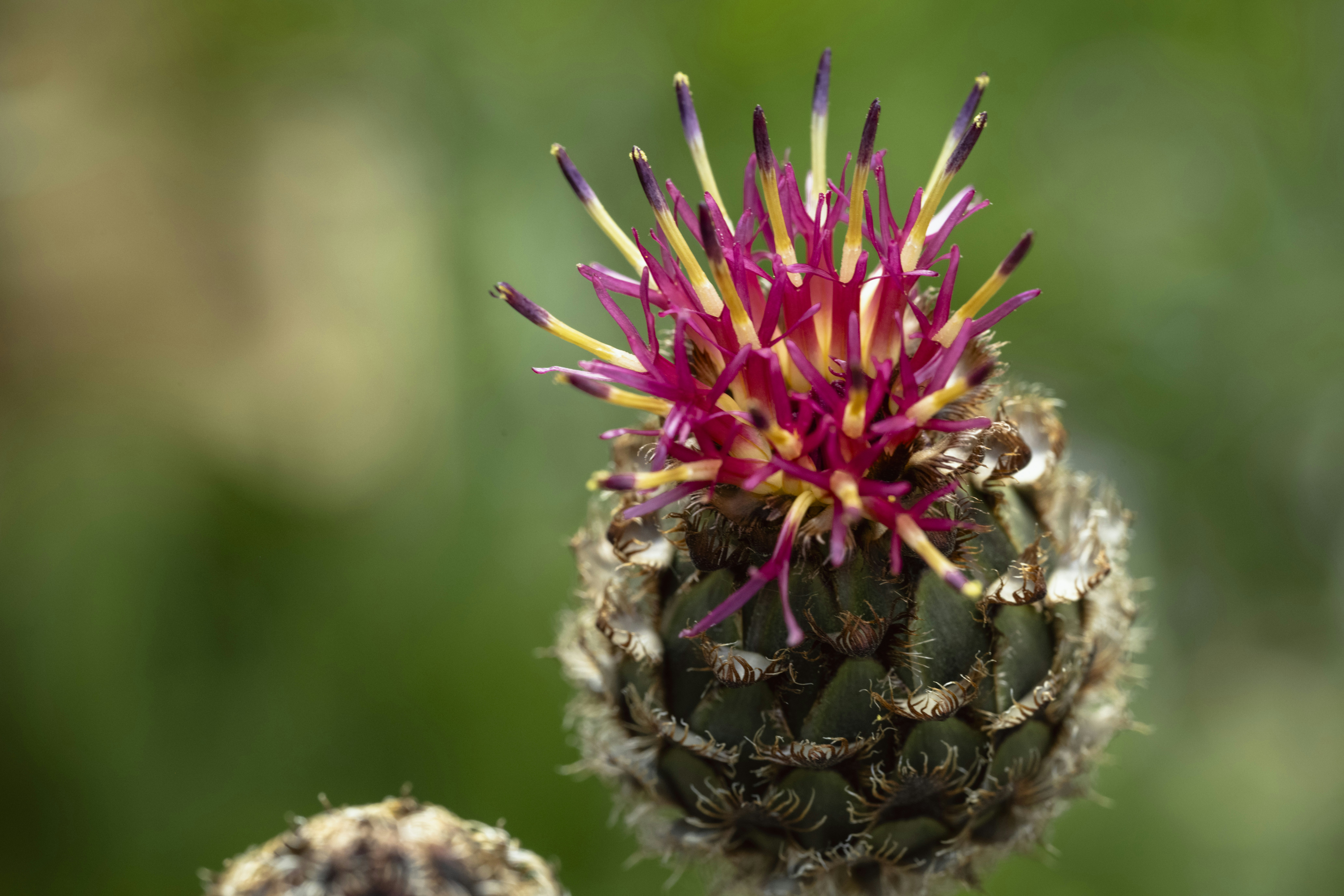 Photo by gabor_koszegi