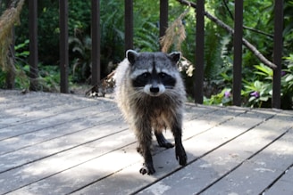 A raccoon stands on a wooden deck.