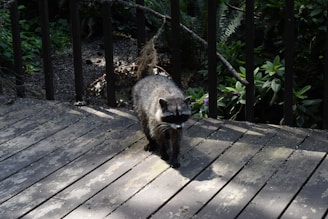 A raccoon is walking on a wooden deck.
