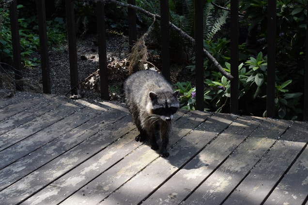 A raccoon is walking on a wooden deck.