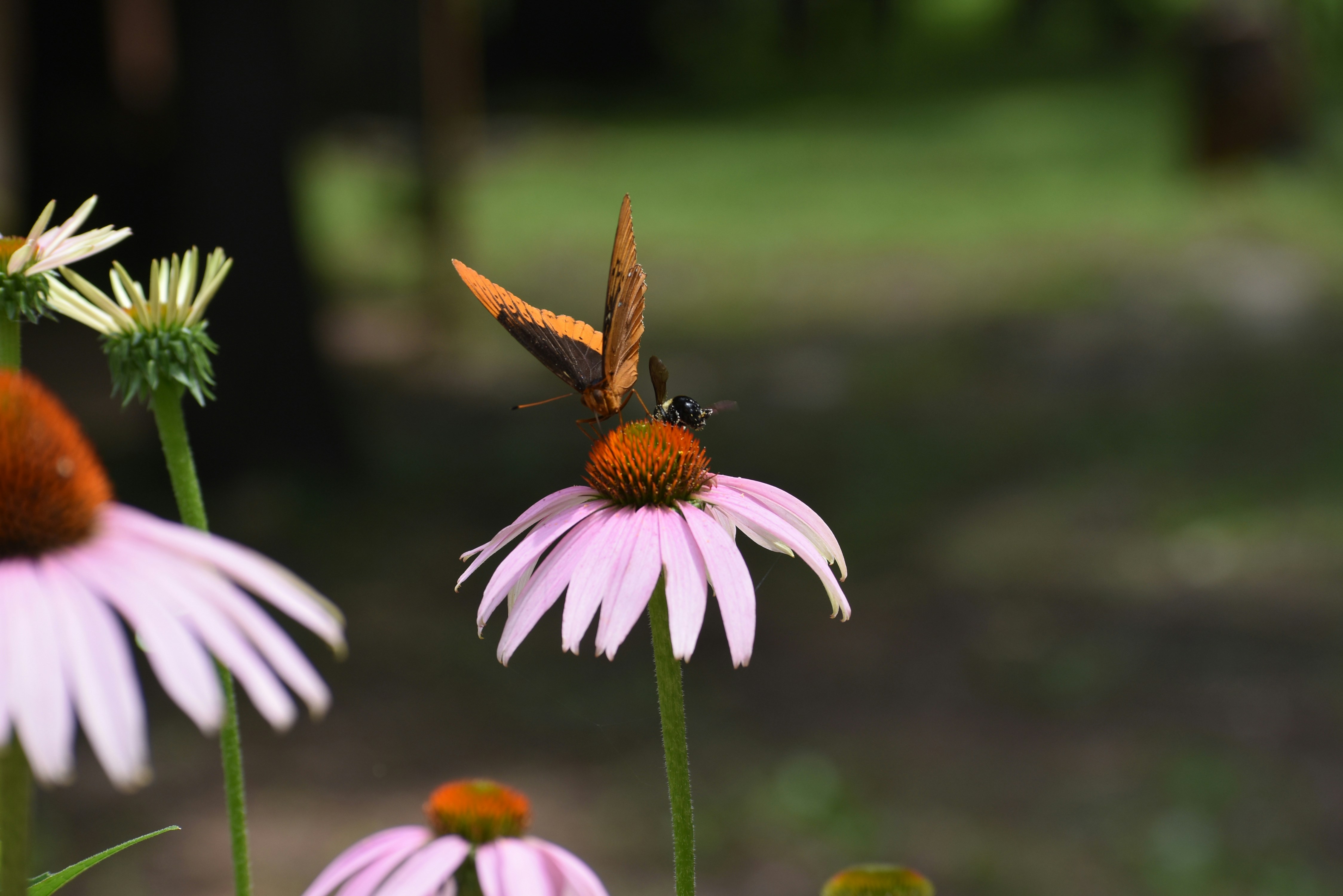A butterfly perches on a lovely purple coneflower.