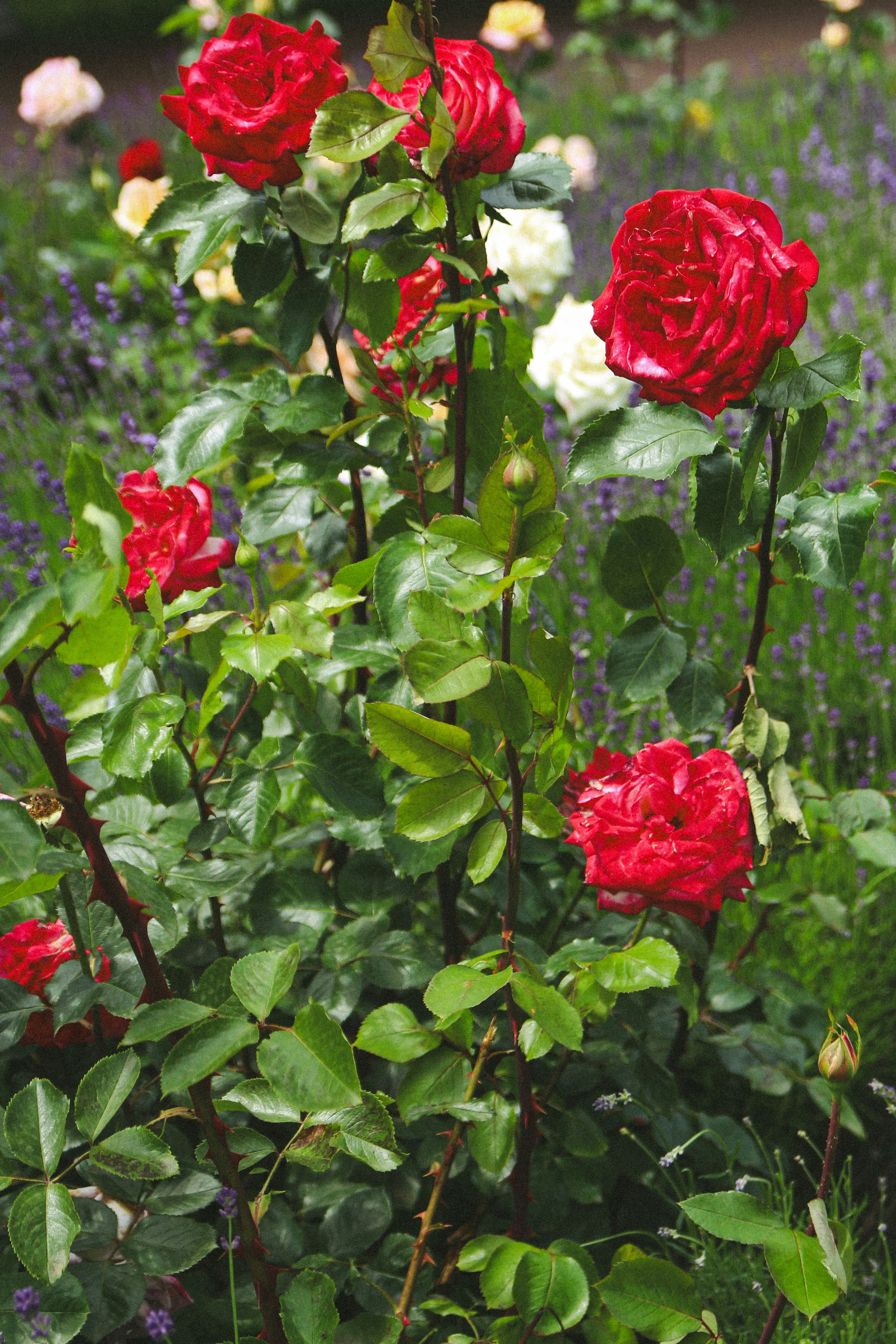 Photo by suleymanovae