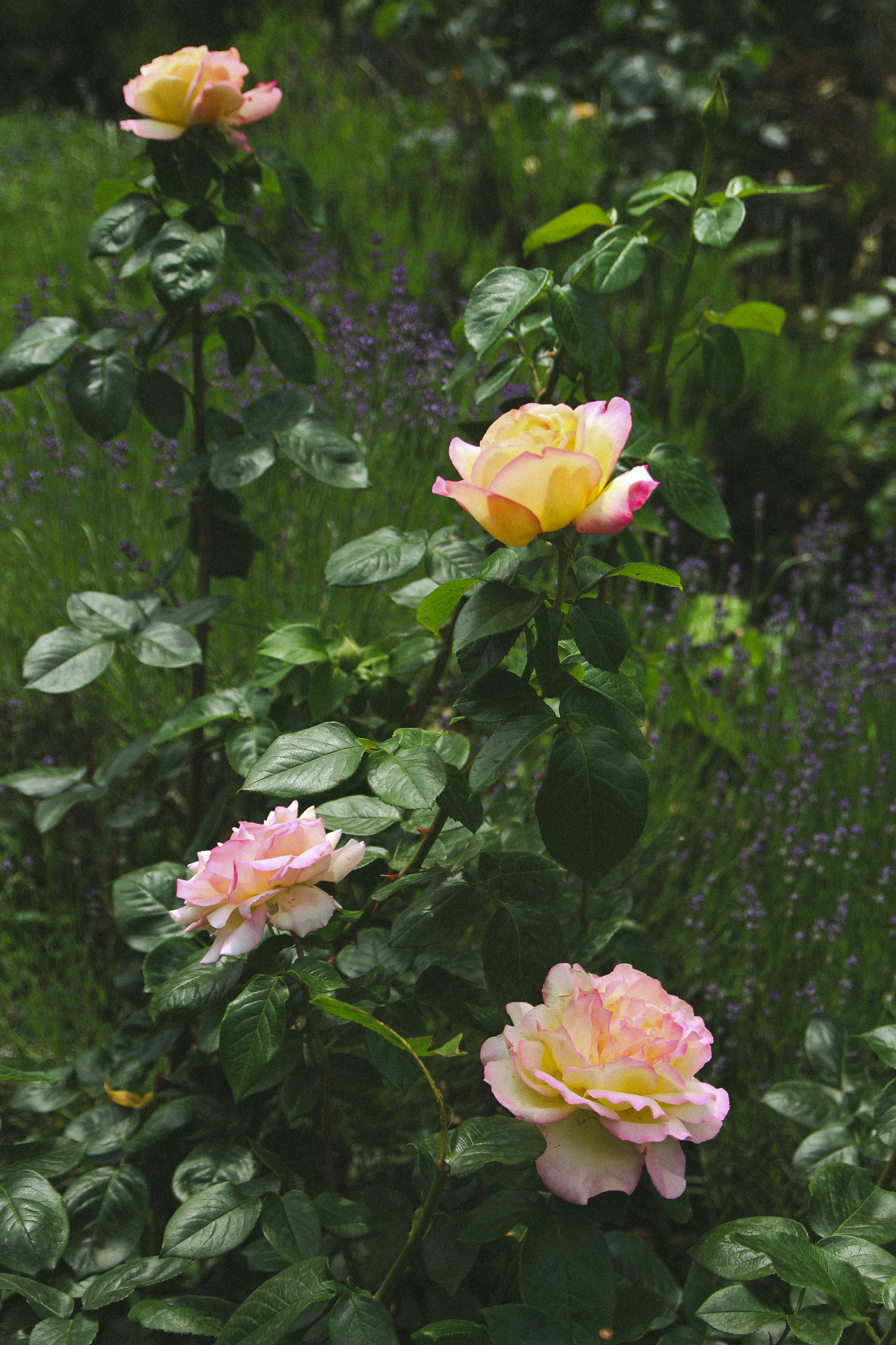 Beautiful roses blooming in a lush garden. photo – Free Image on Unsplash