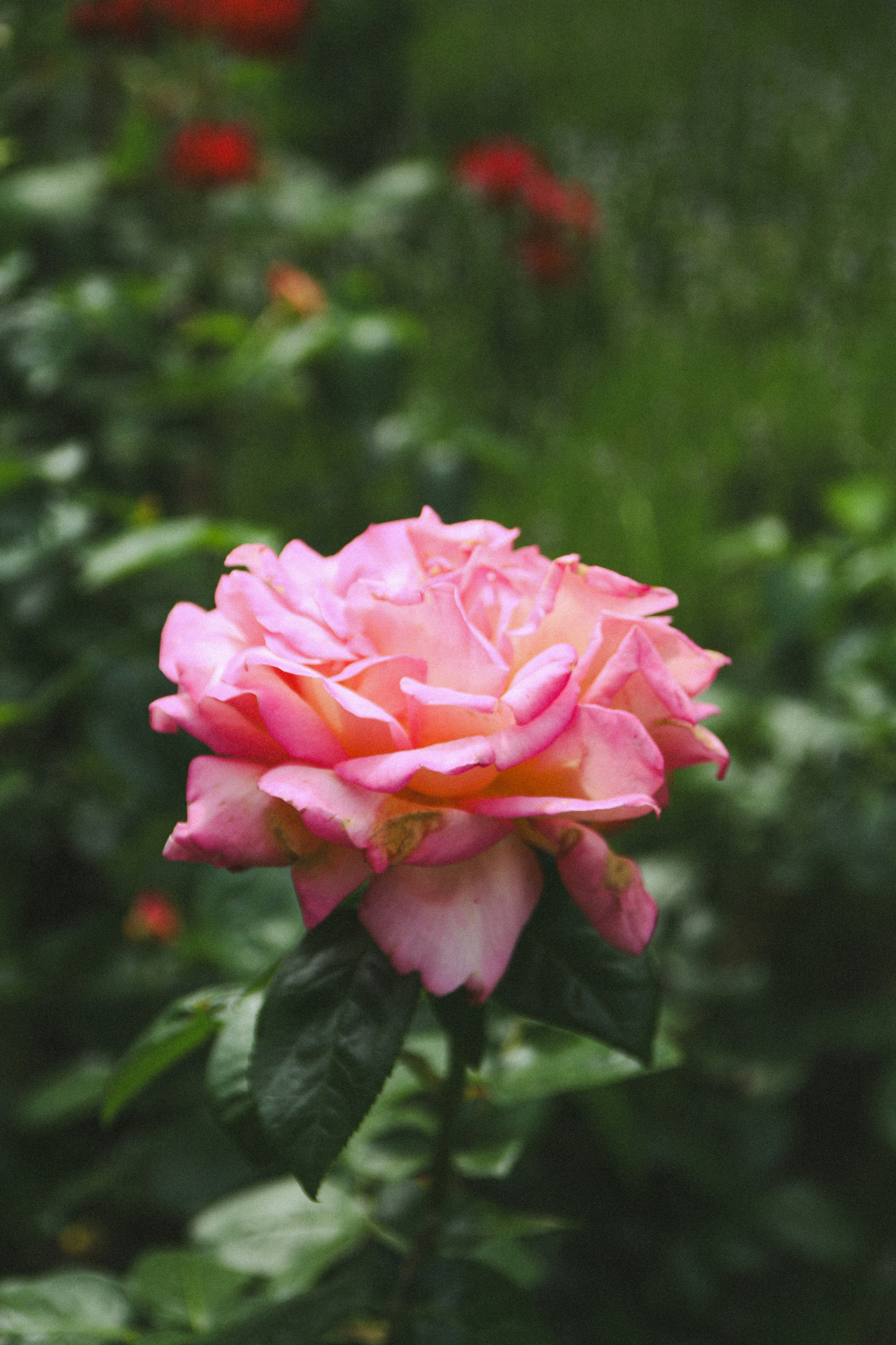 Photo by suleymanovae