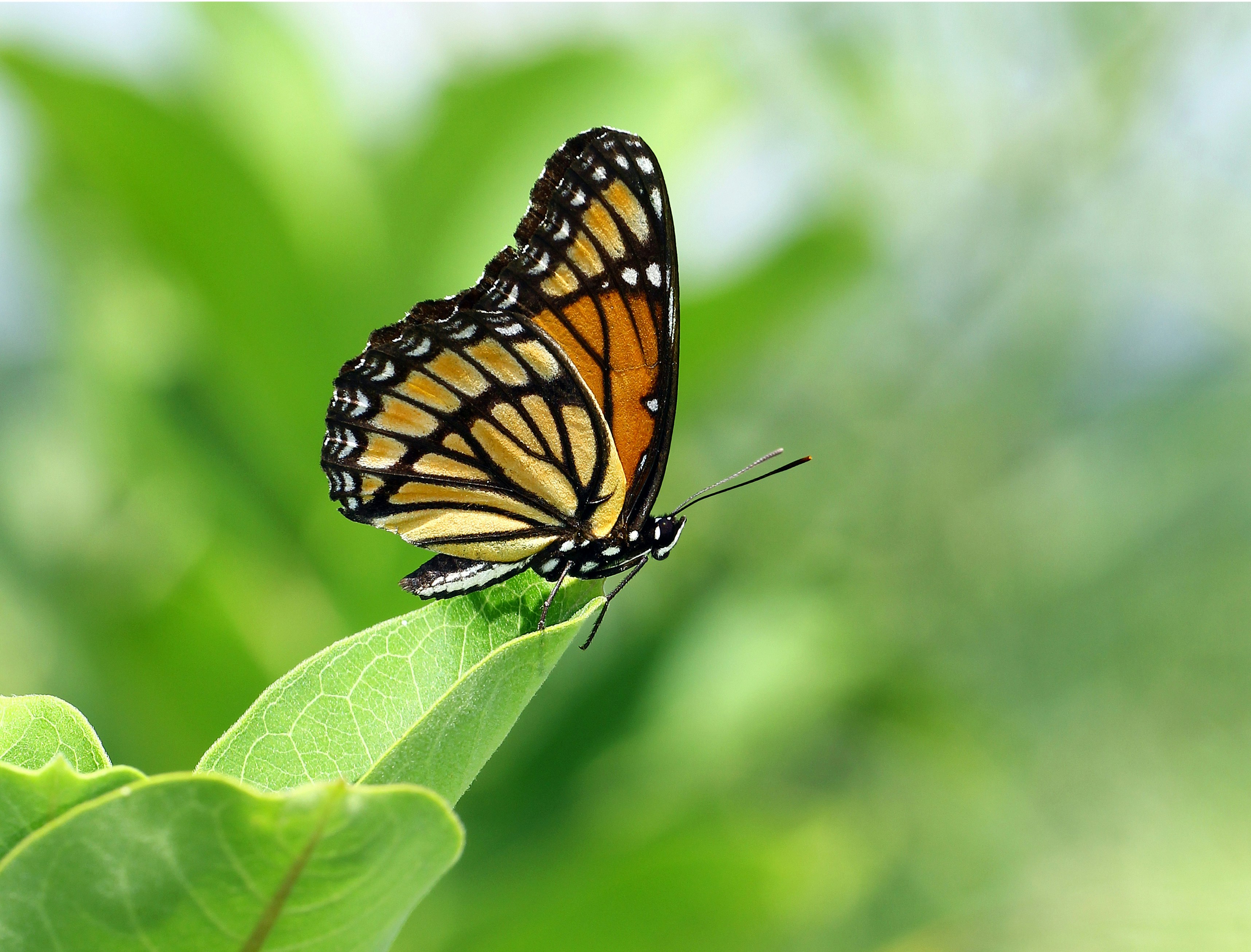 Photo by telliottmbamsc