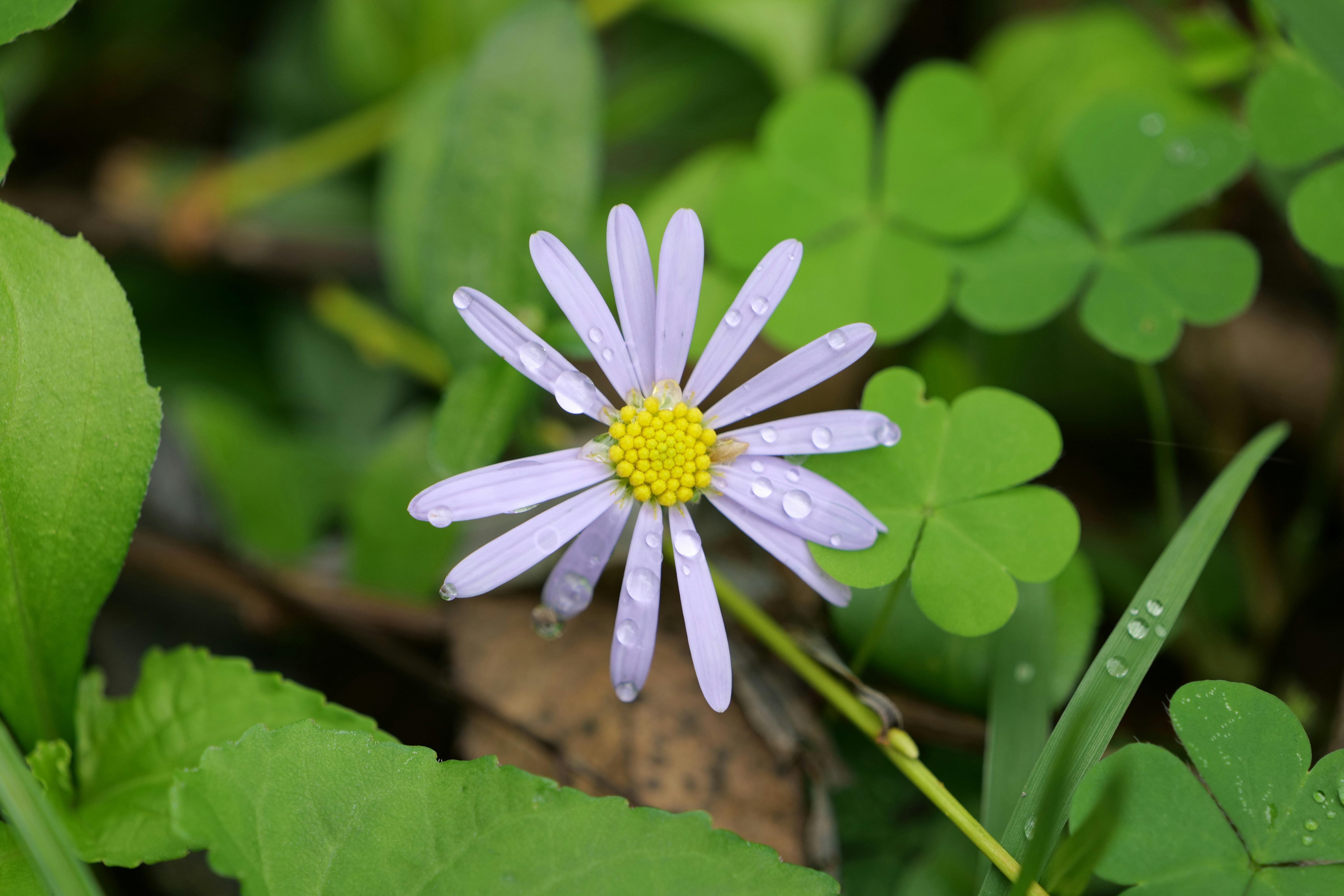A delicate purple flower with water droplets