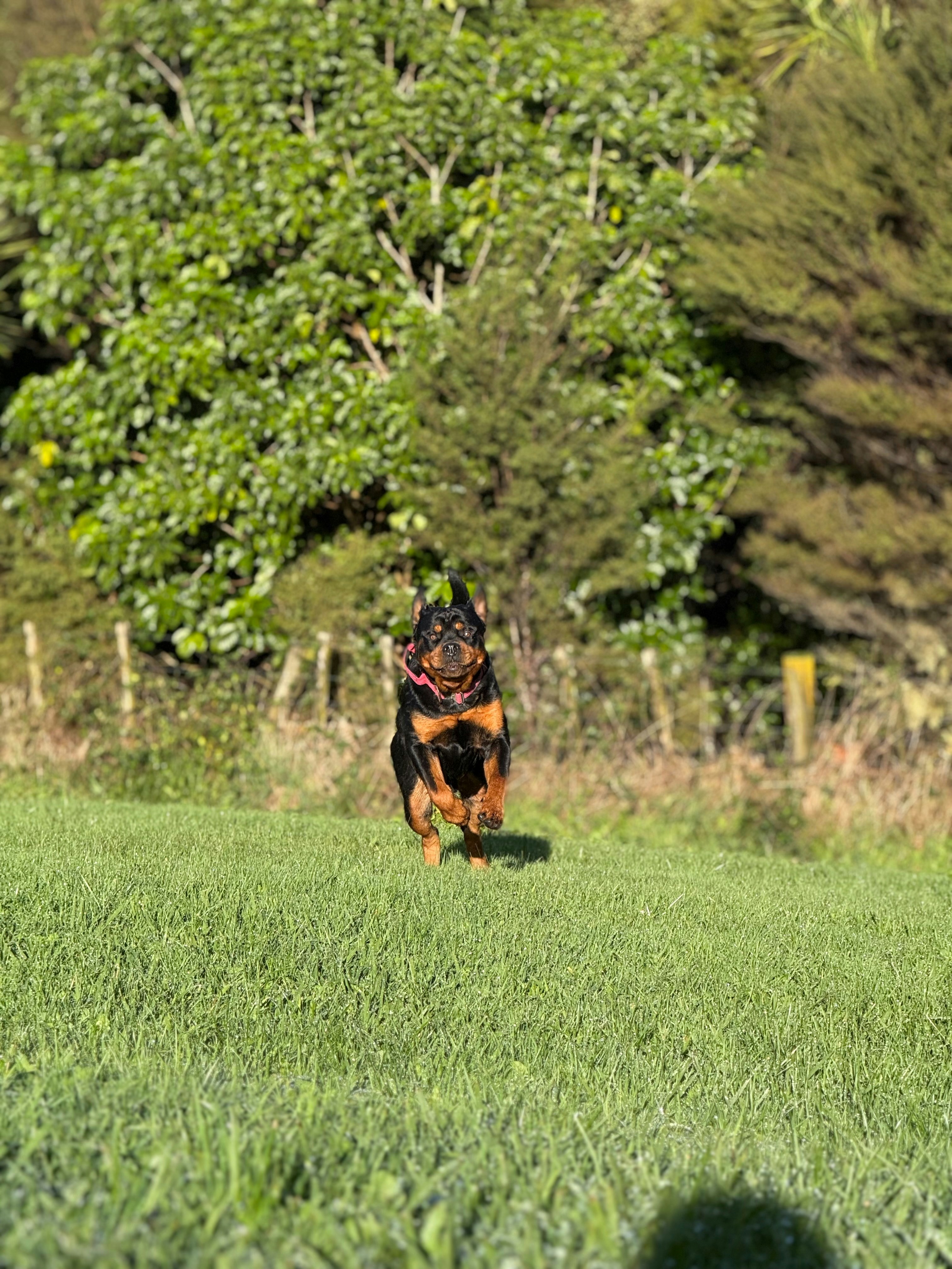 Dog in a tactical harness on a rugged landscape