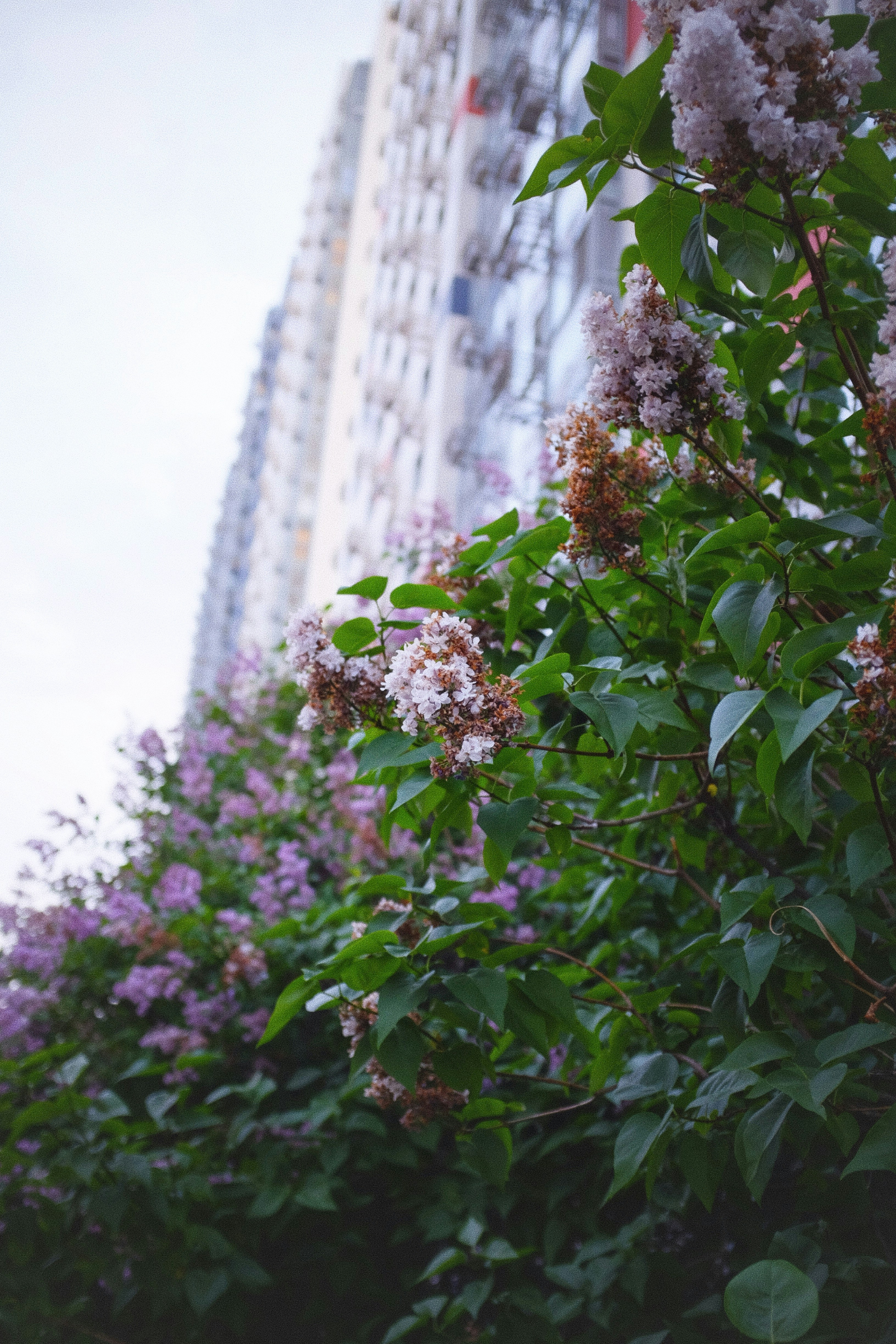 高層ビルの前に咲くライラック。