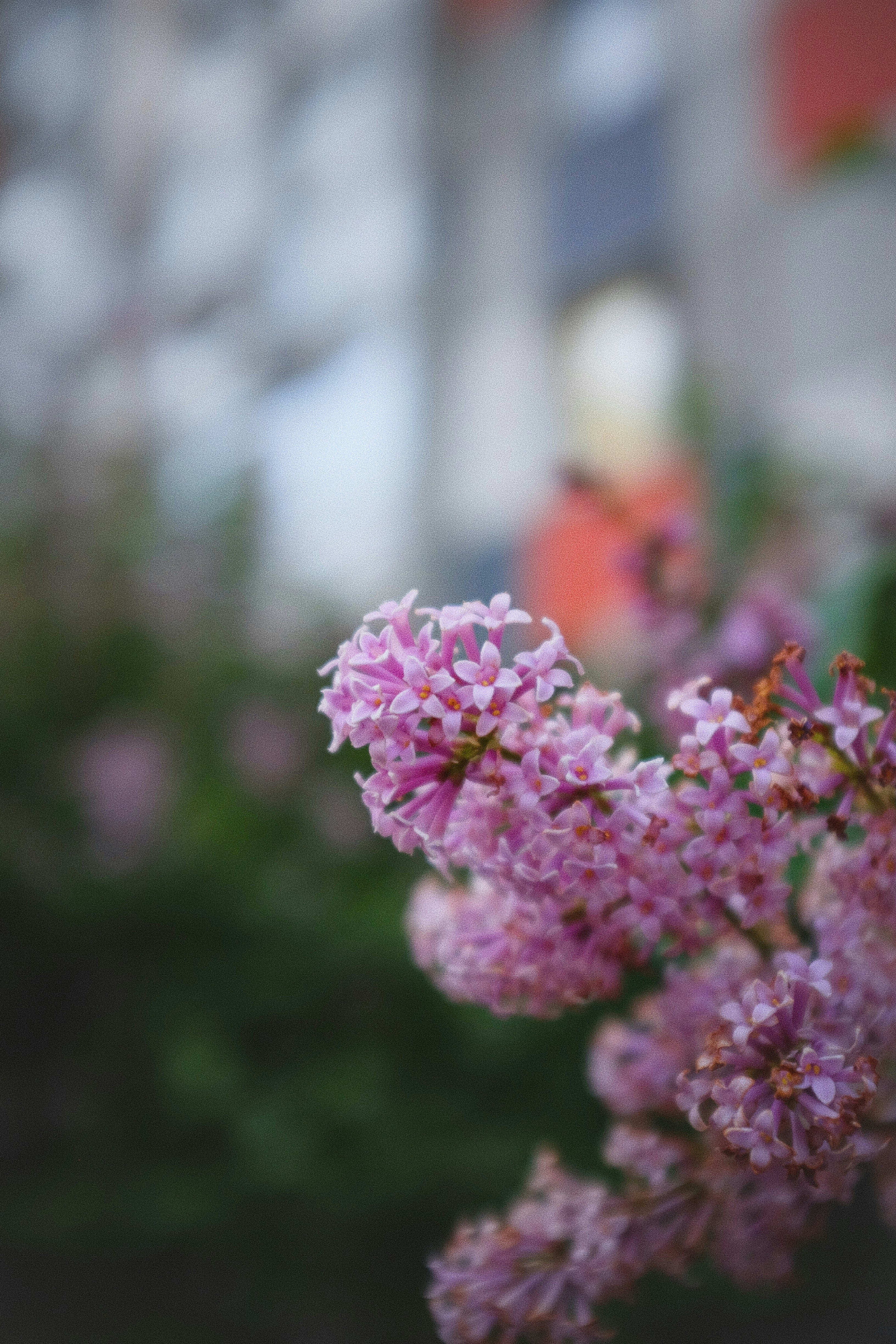 美しい紫色のライラックが日差しを浴びて咲きます。