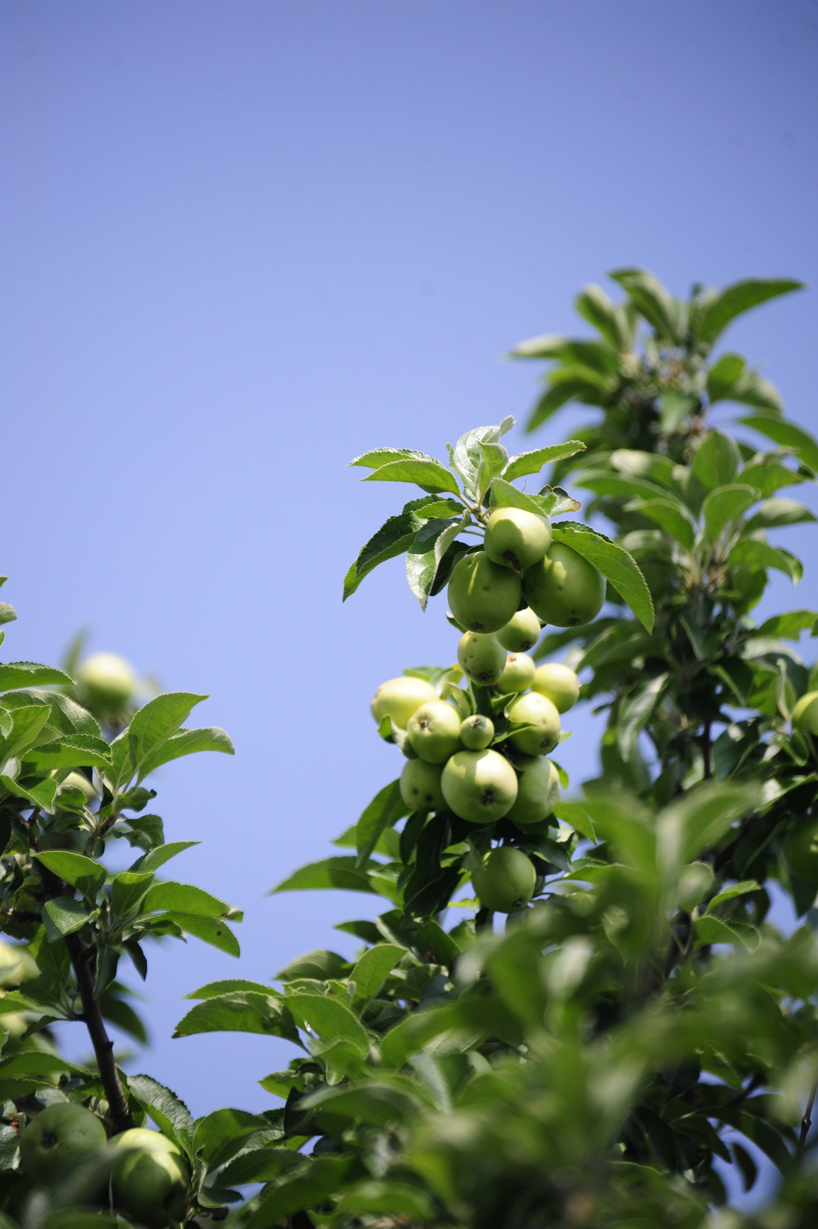 beautiful edible garden