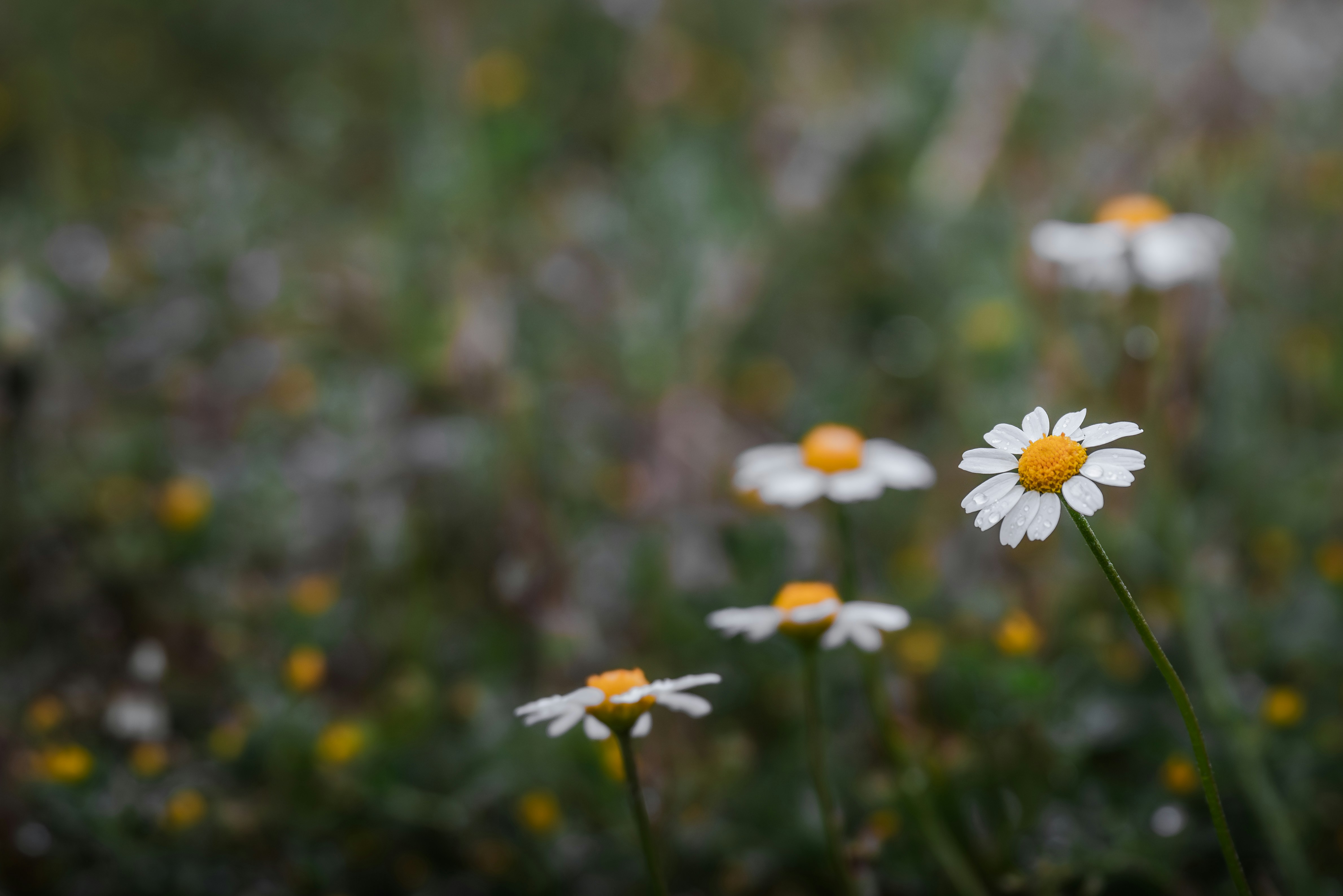 Photo by ahmetyuksek