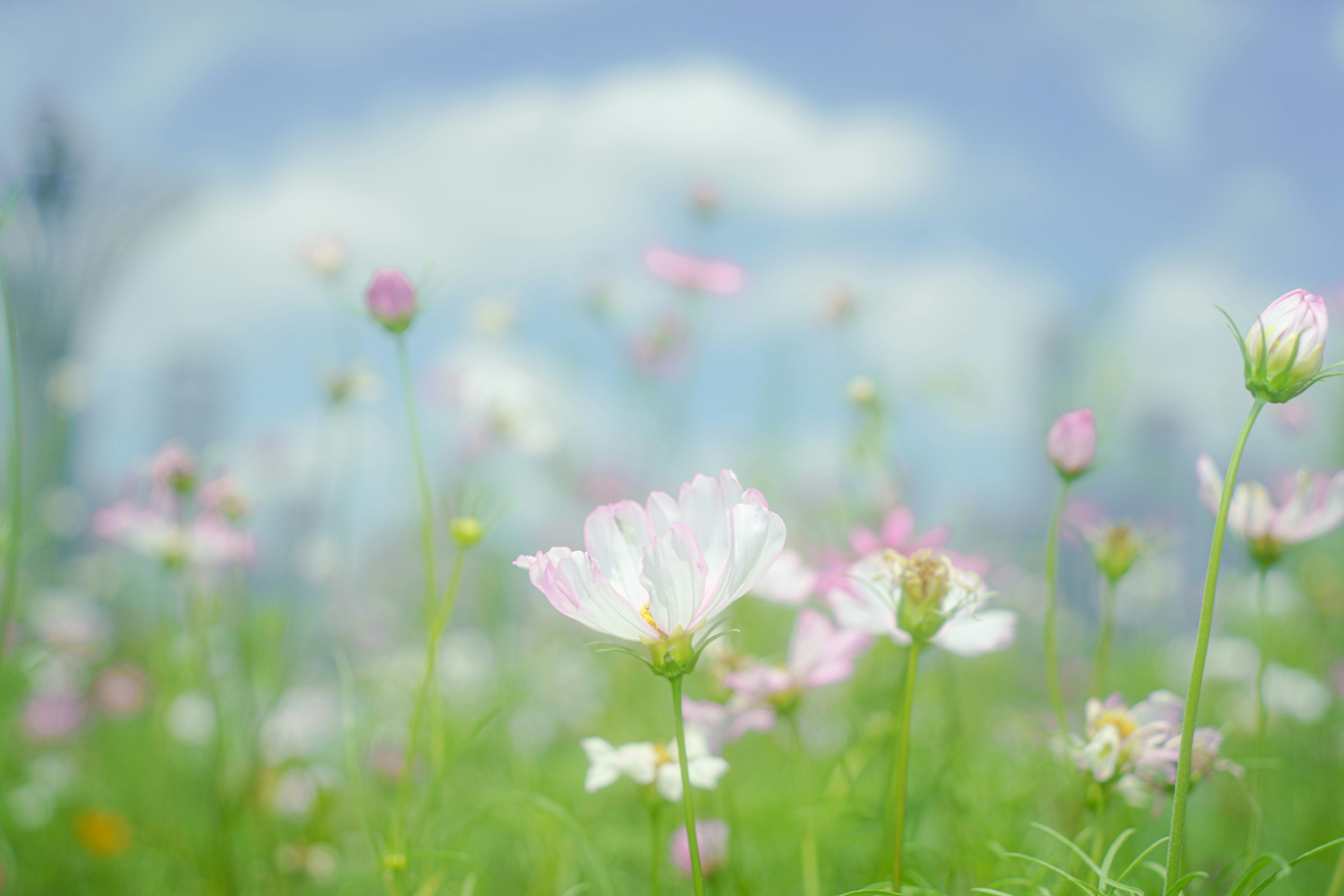 Photo by xiexianghua