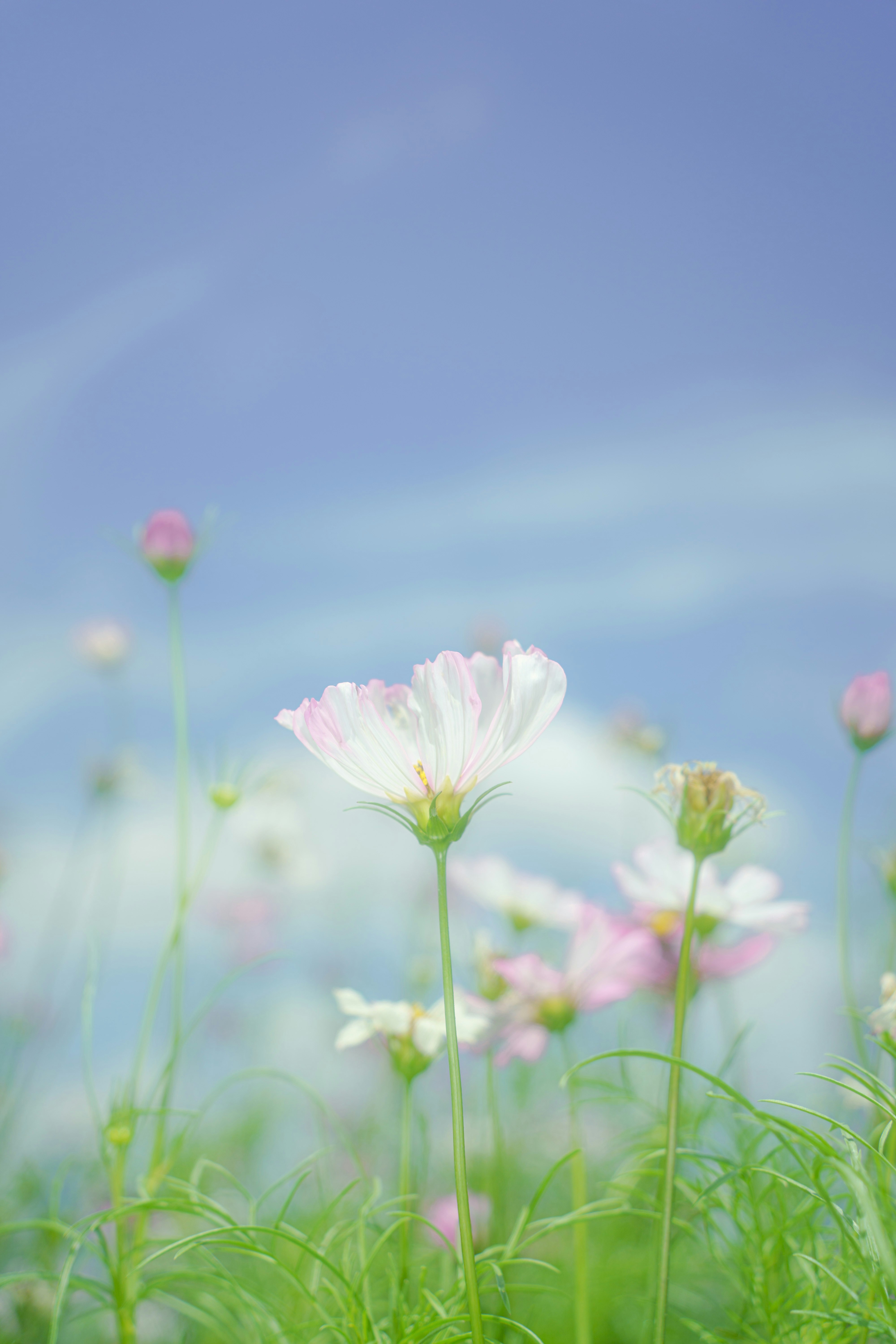 Photo by xiexianghua