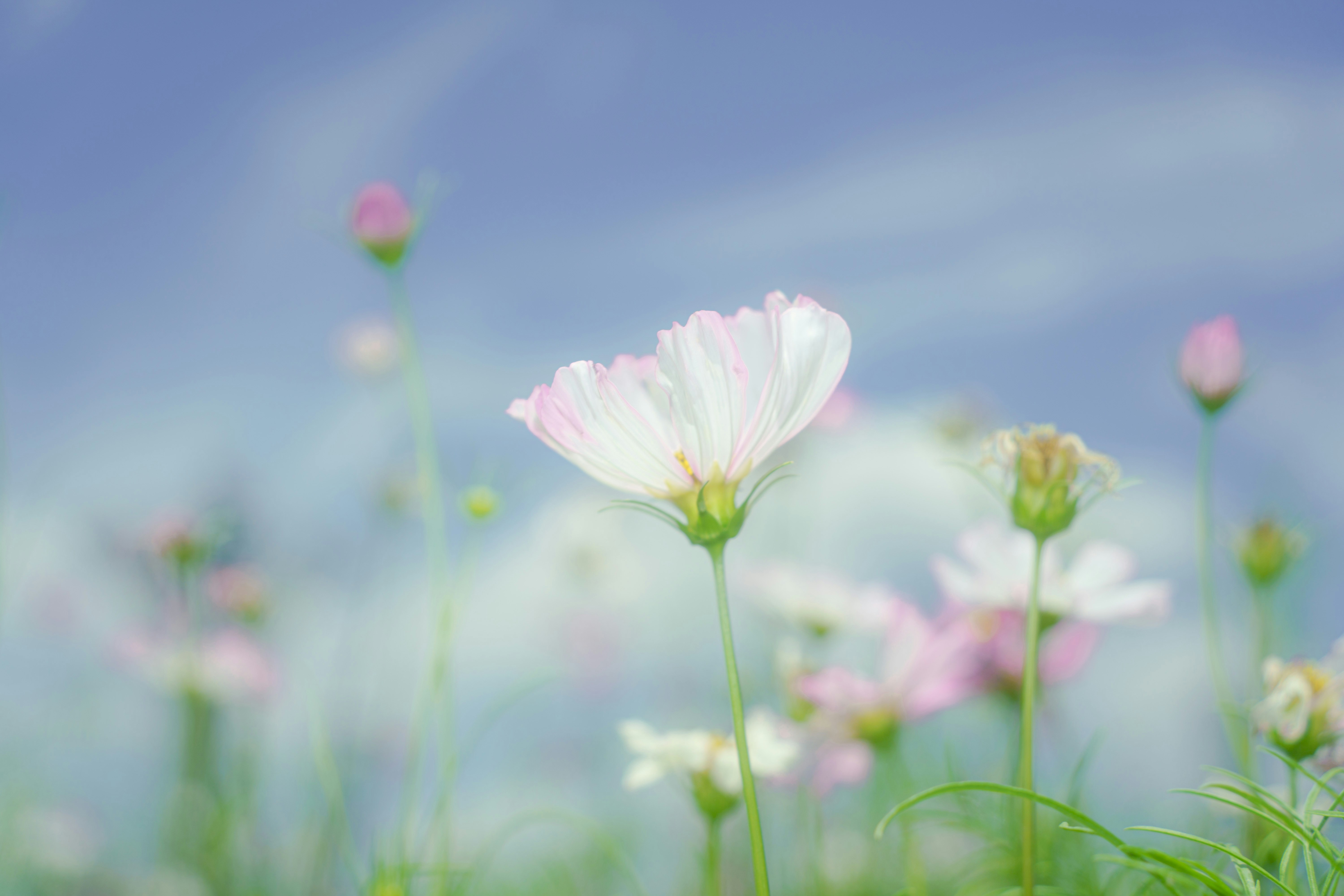 Photo by xiexianghua