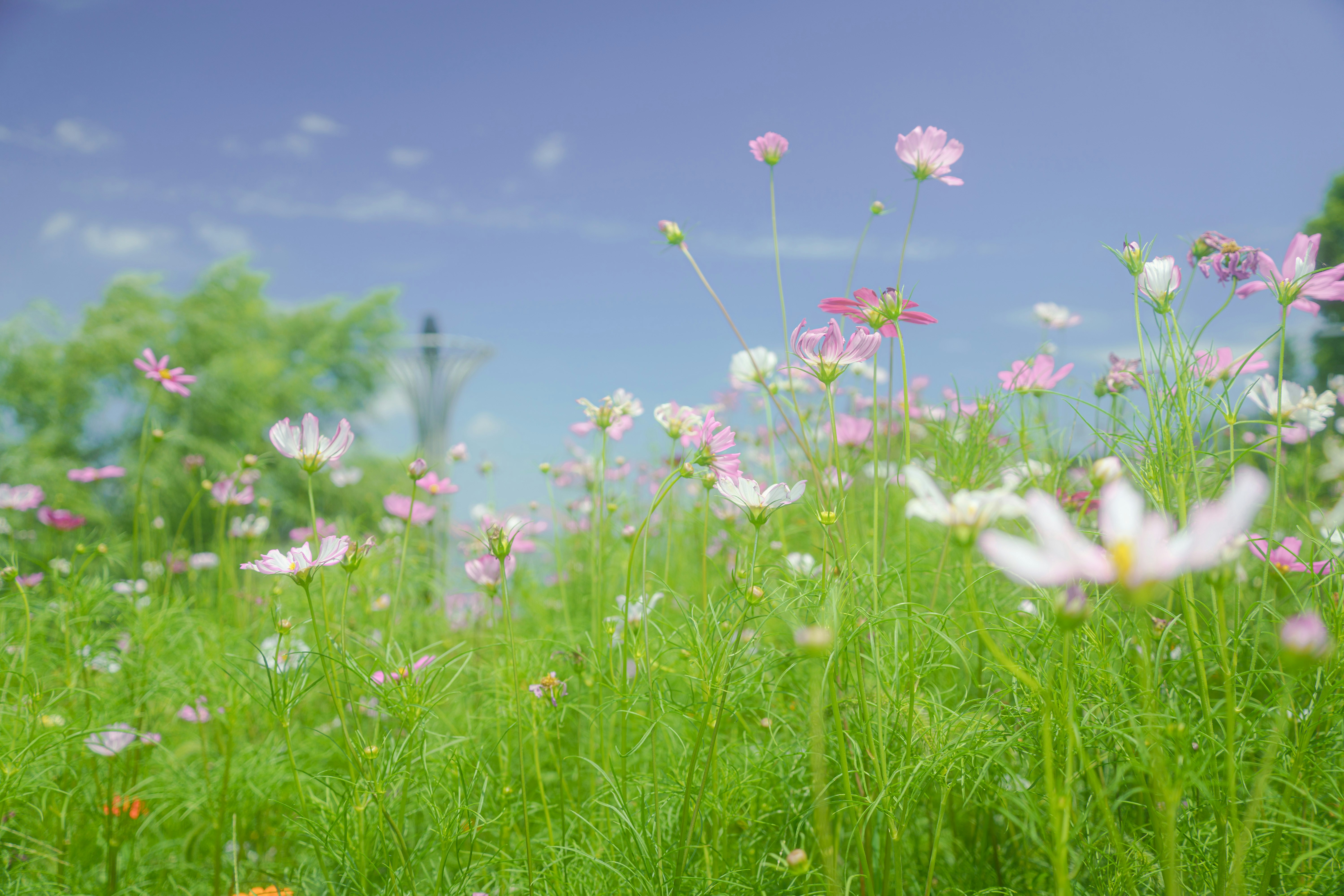 Photo by xiexianghua