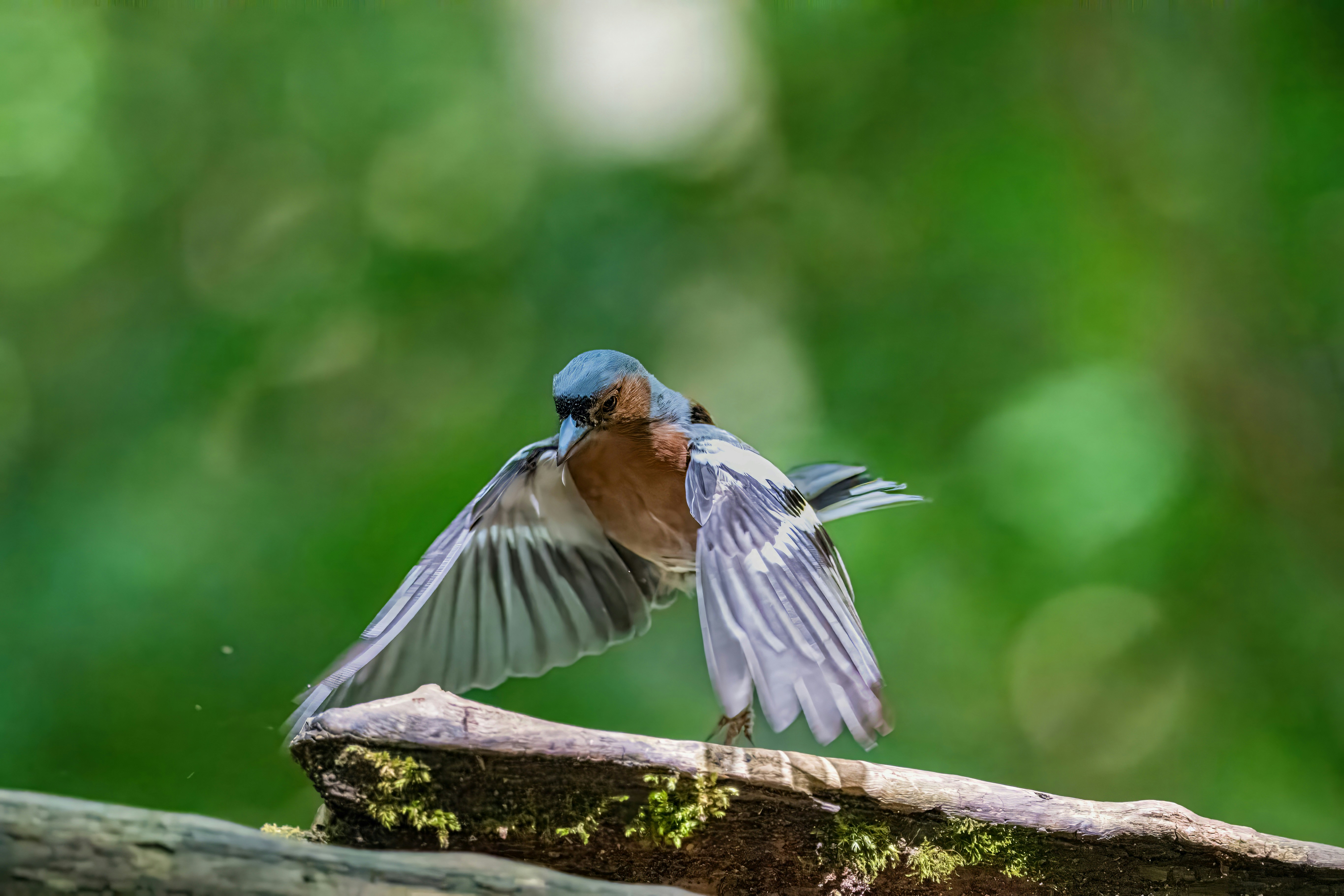 Photo by siegfriedpoepperl