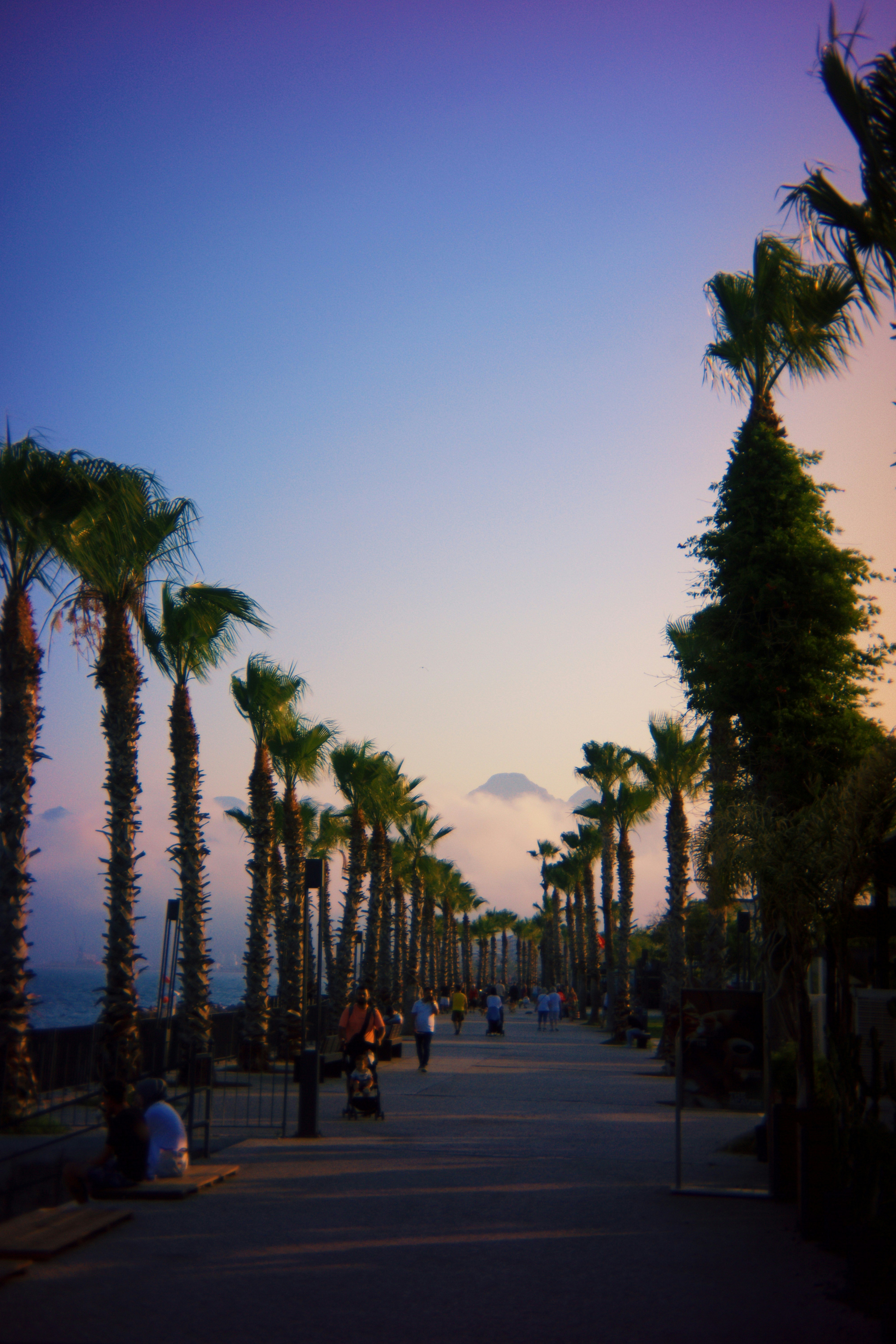 Palm trees line a walkway at sunset.