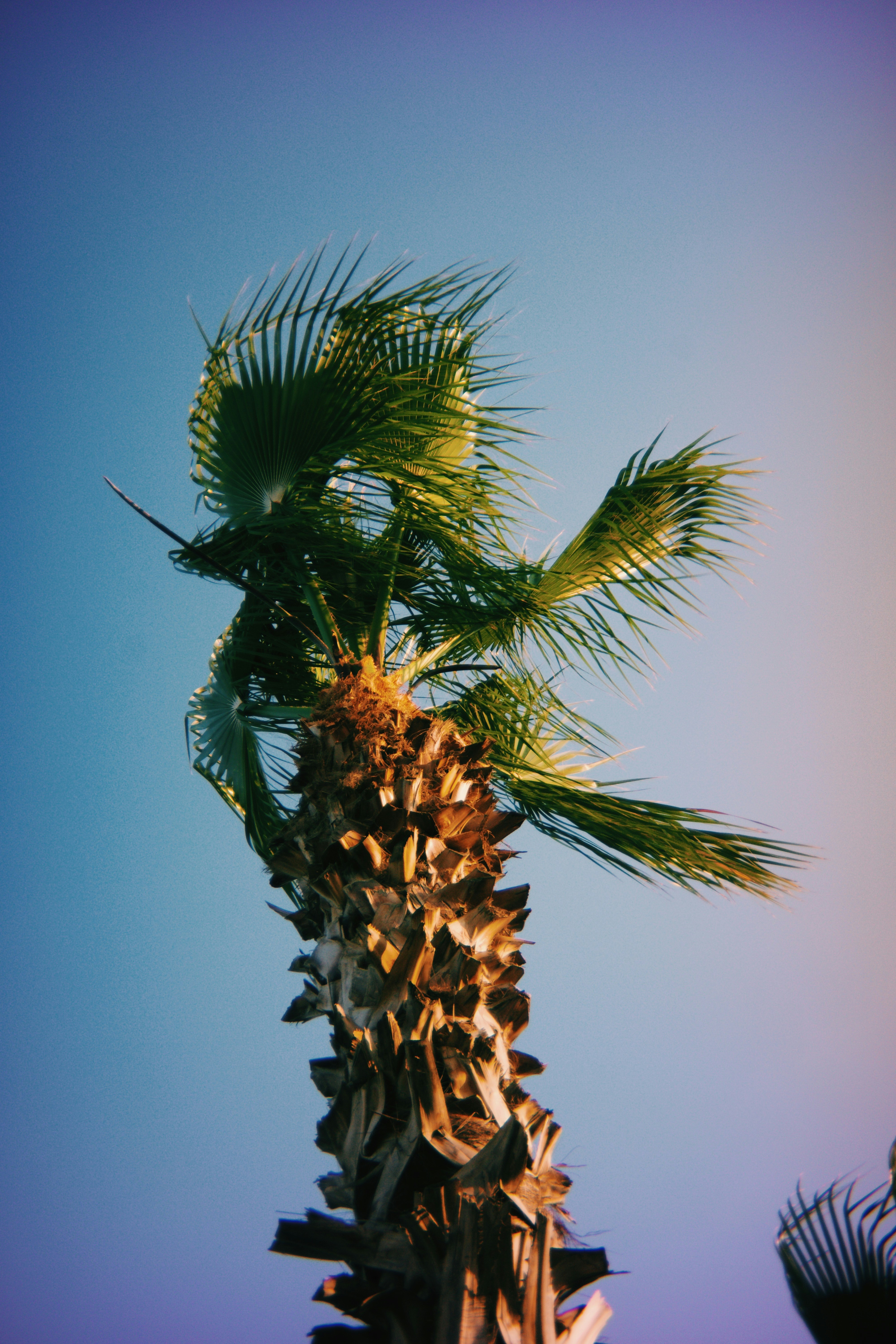 Palm tree silhouetted against a vibrant sky.