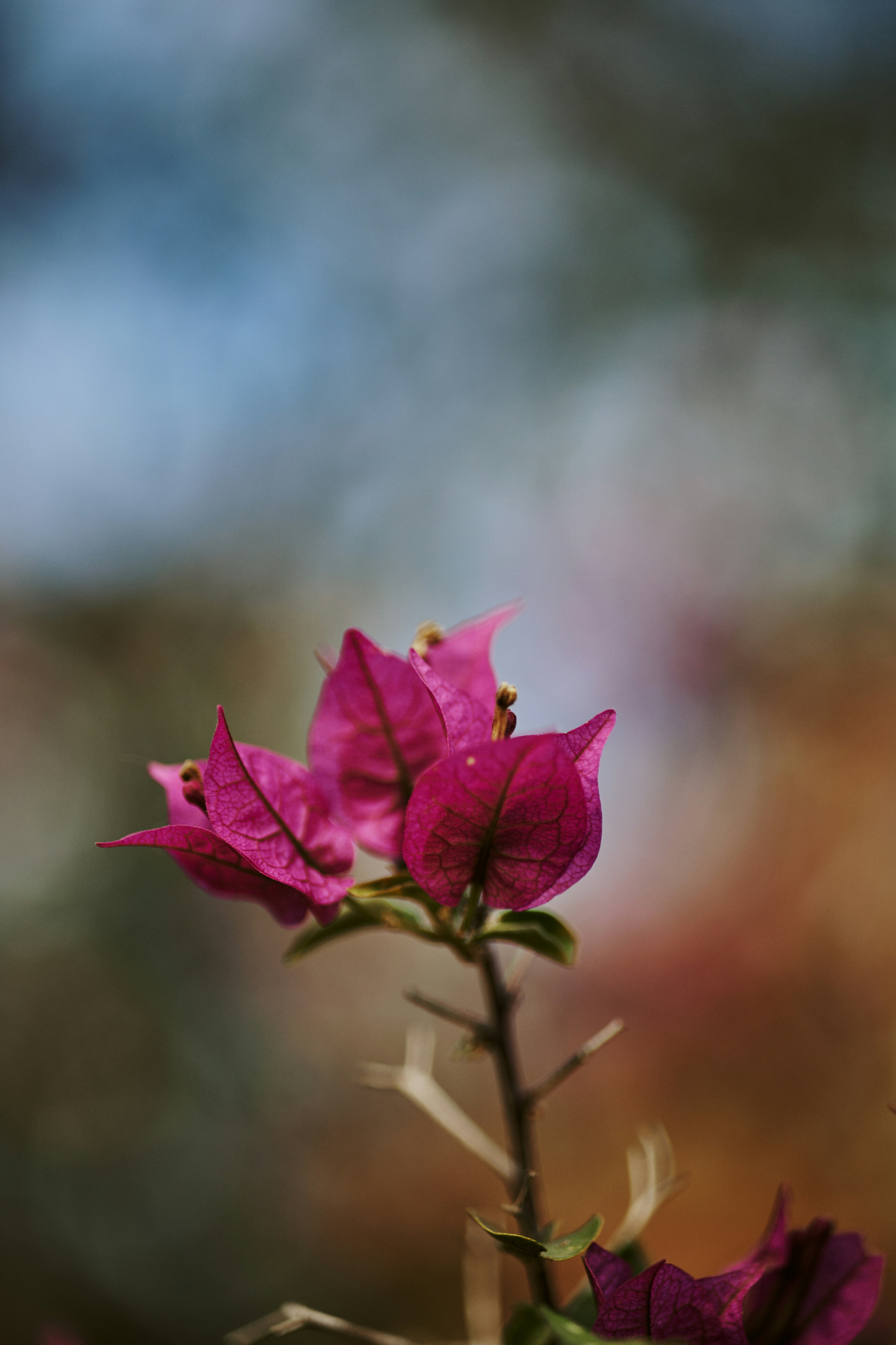 Photo by rrodriguesim