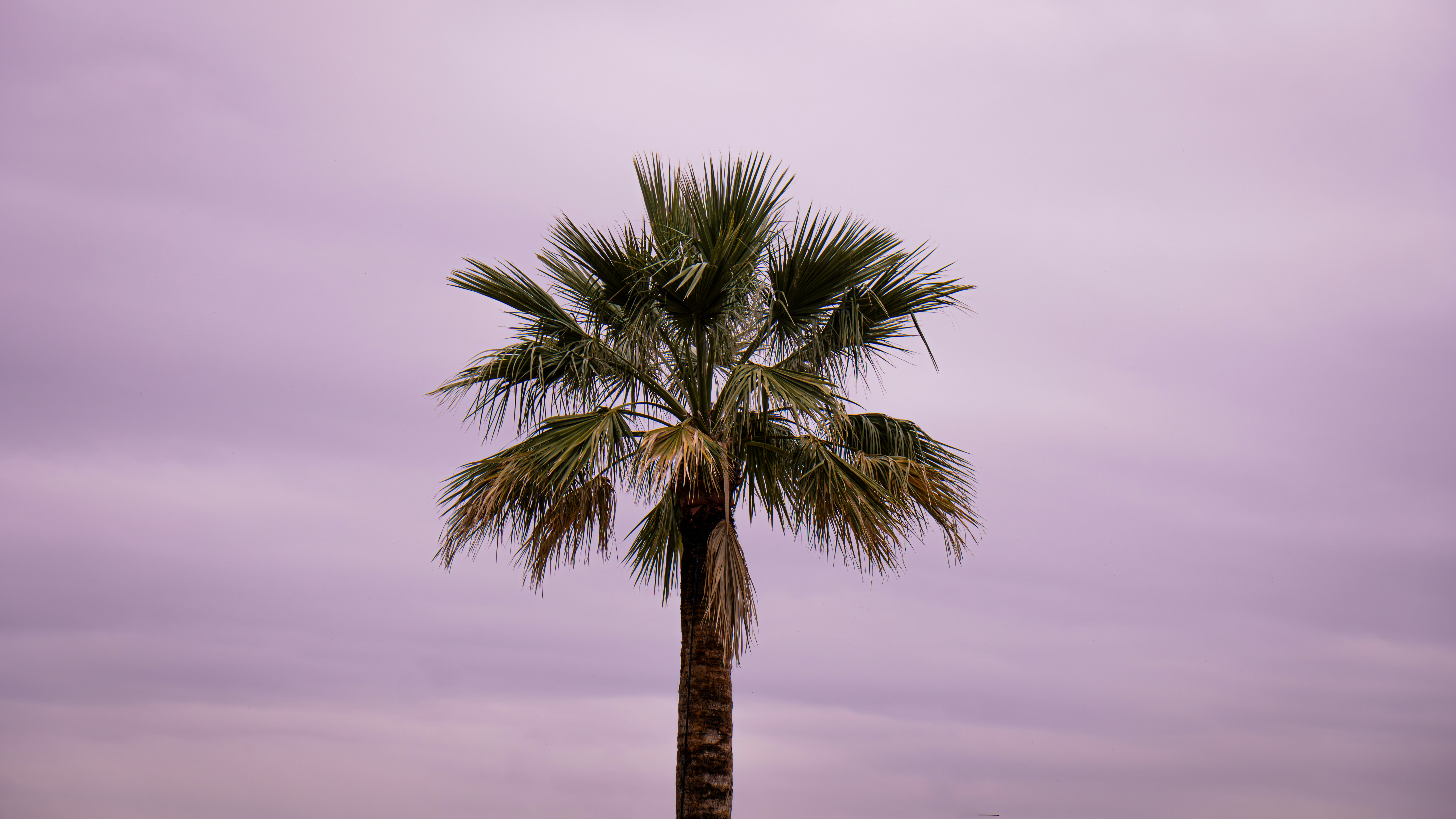 Photo by veermickey
