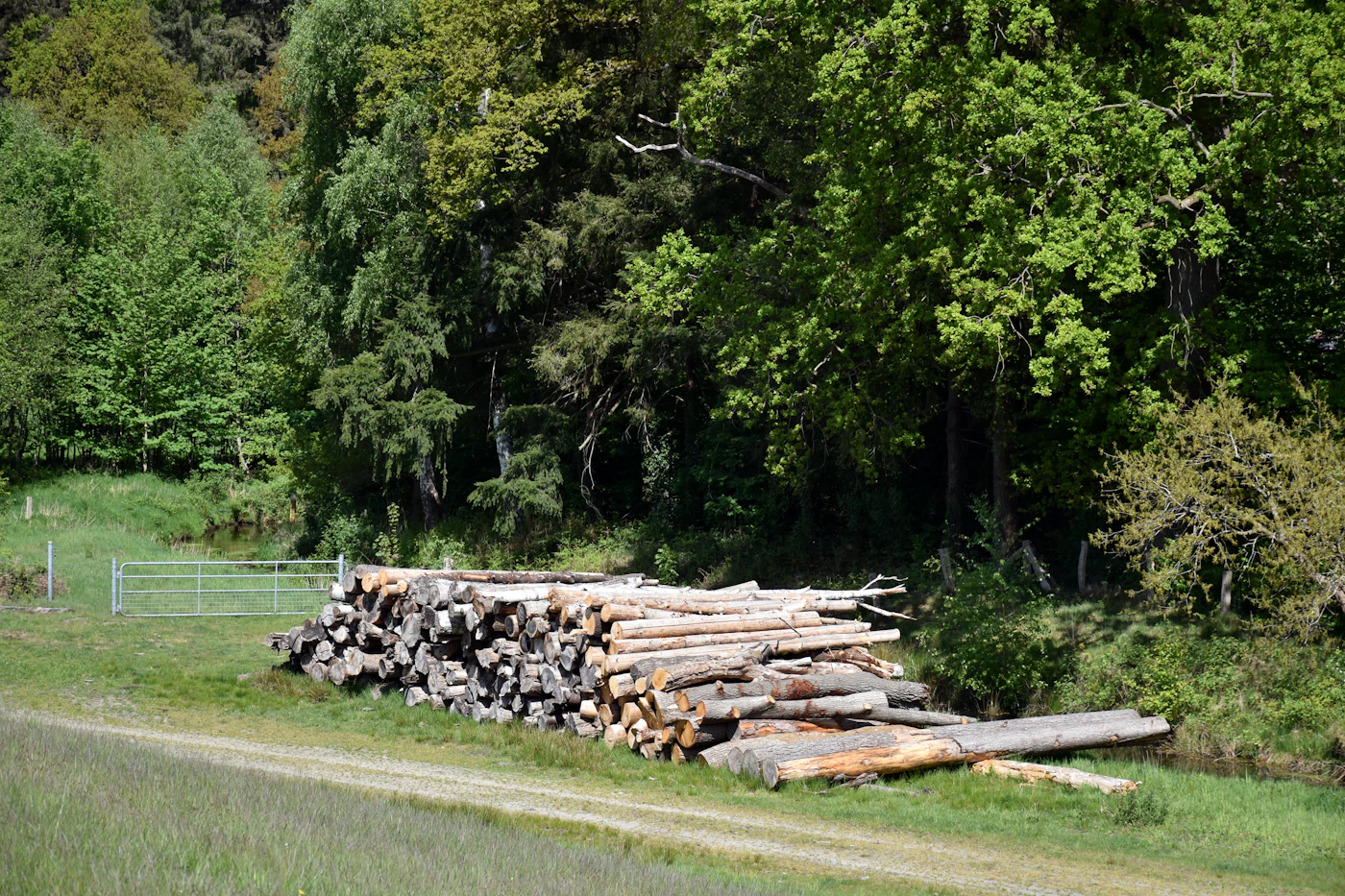 Forester managing timberland