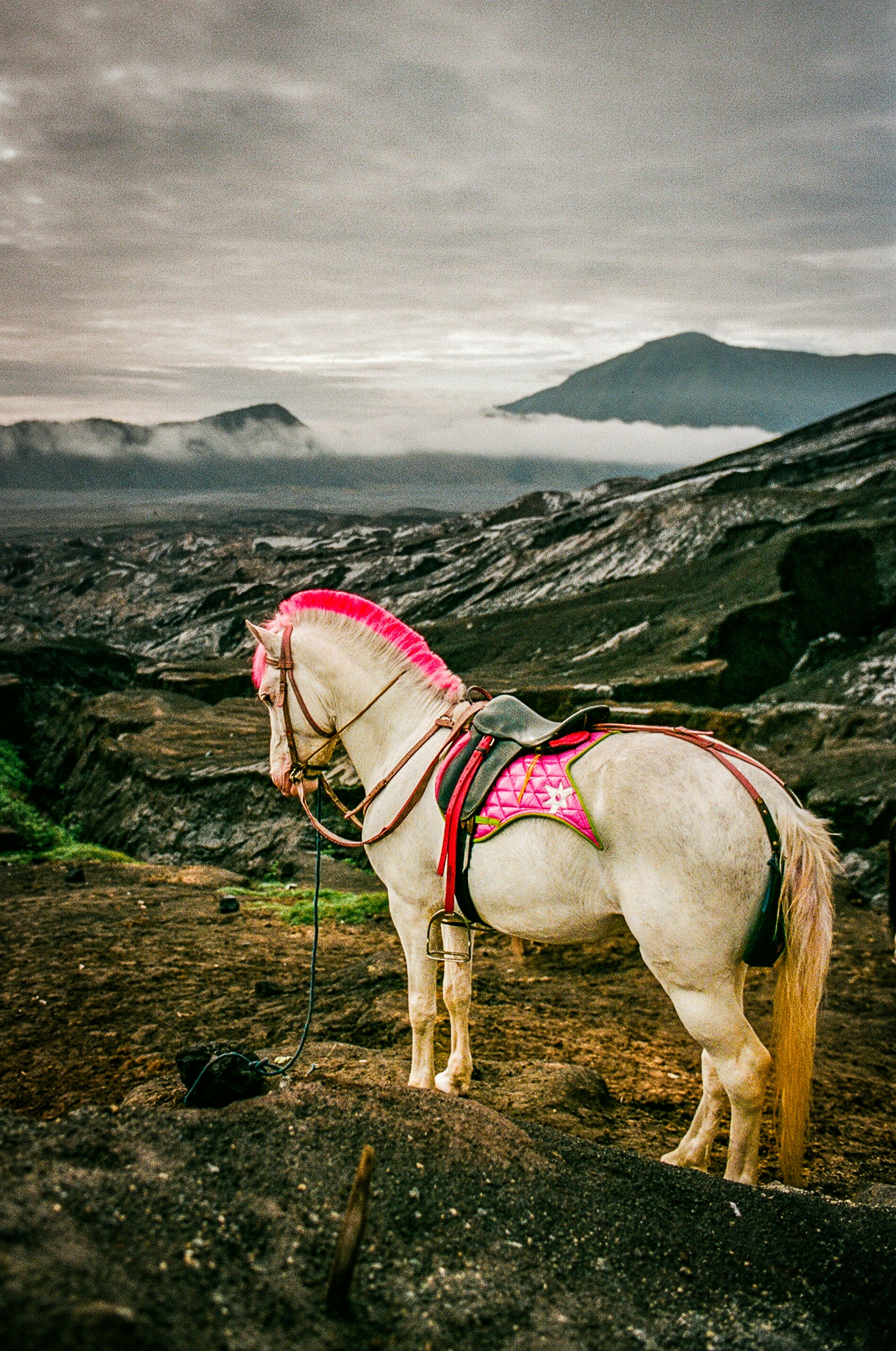 A white horse stands amidst a mountain landscape.