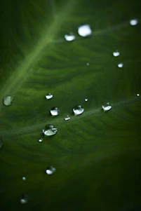 Water droplets glisten on a vibrant green leaf.