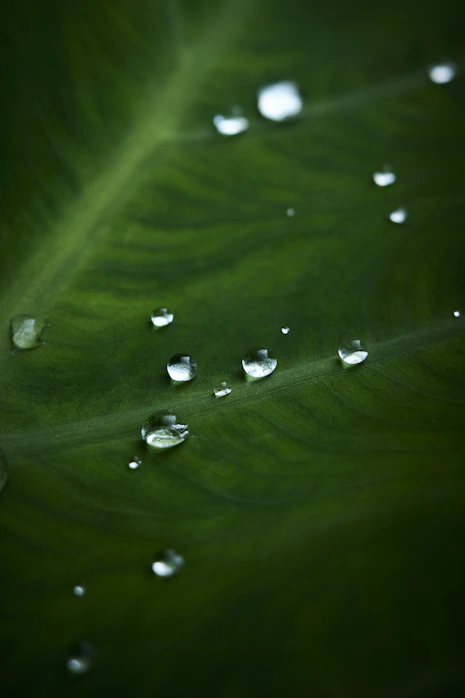 Water droplets glisten on a vibrant green leaf.