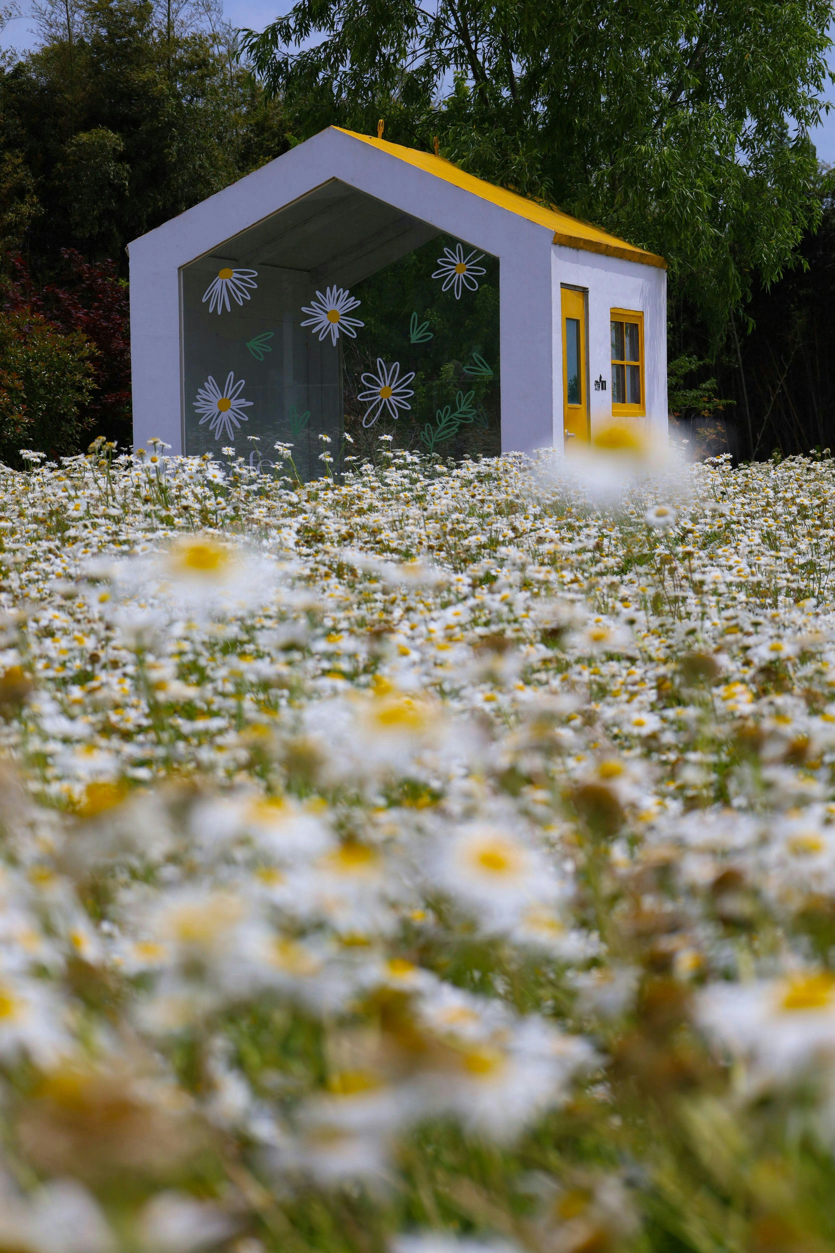 Une petite maison jaune au milieu d’un champ de marguerites.