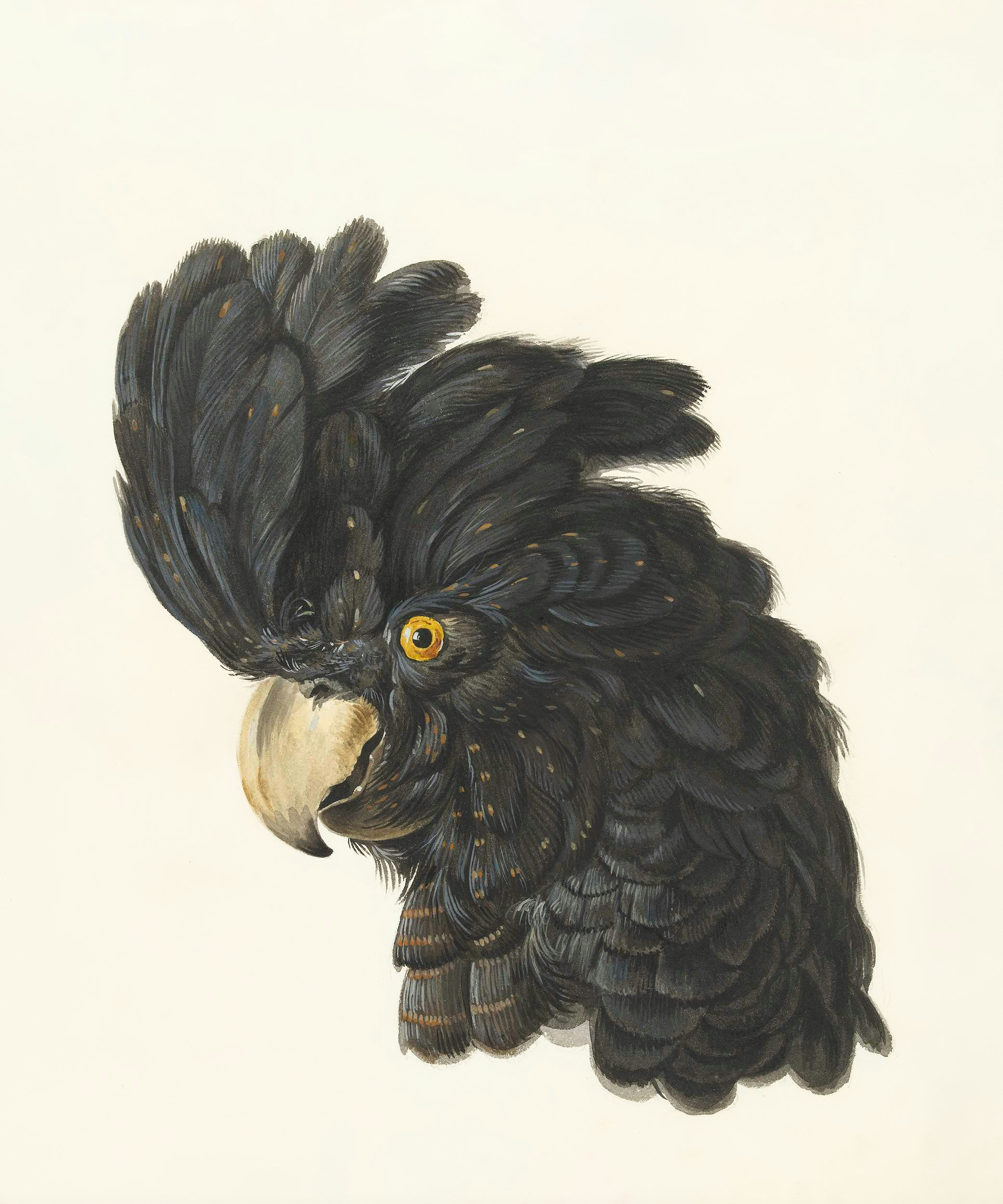 Black cockatoo head with yellow eye