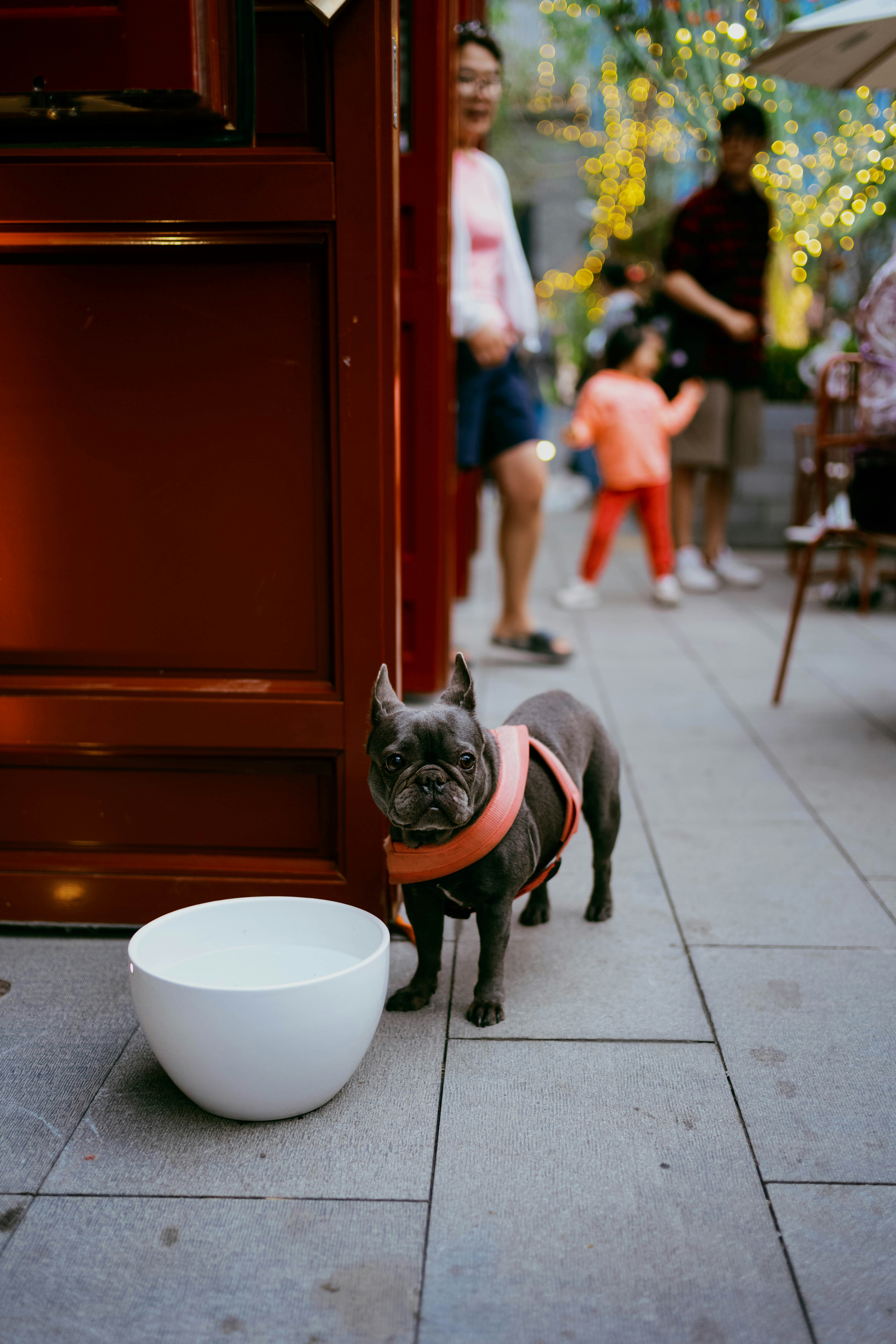 French Bulldog standing beside a water bowl indoors