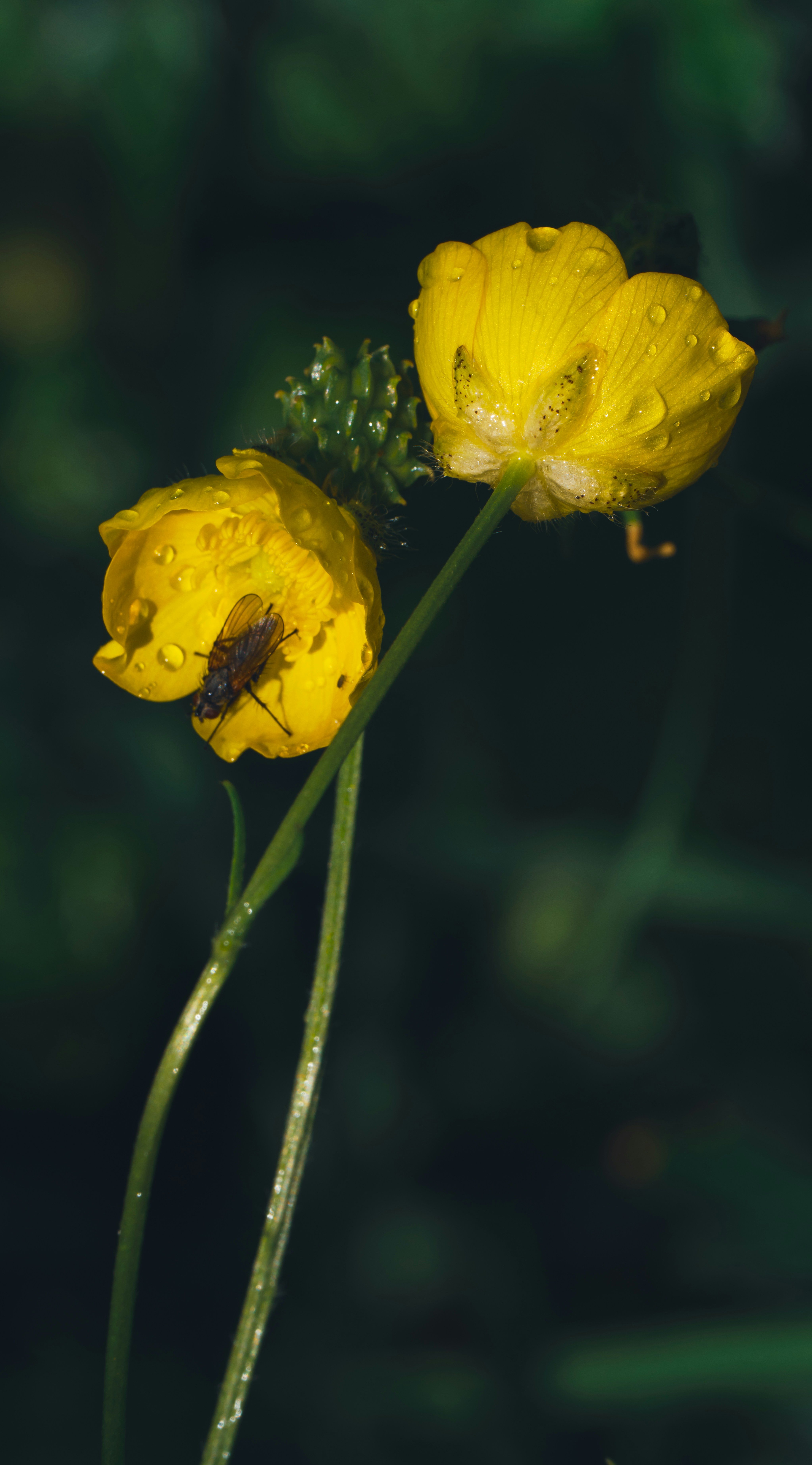 Photo by hellaren
