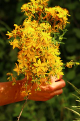 A hand holds a bouquet of yellow flowers.